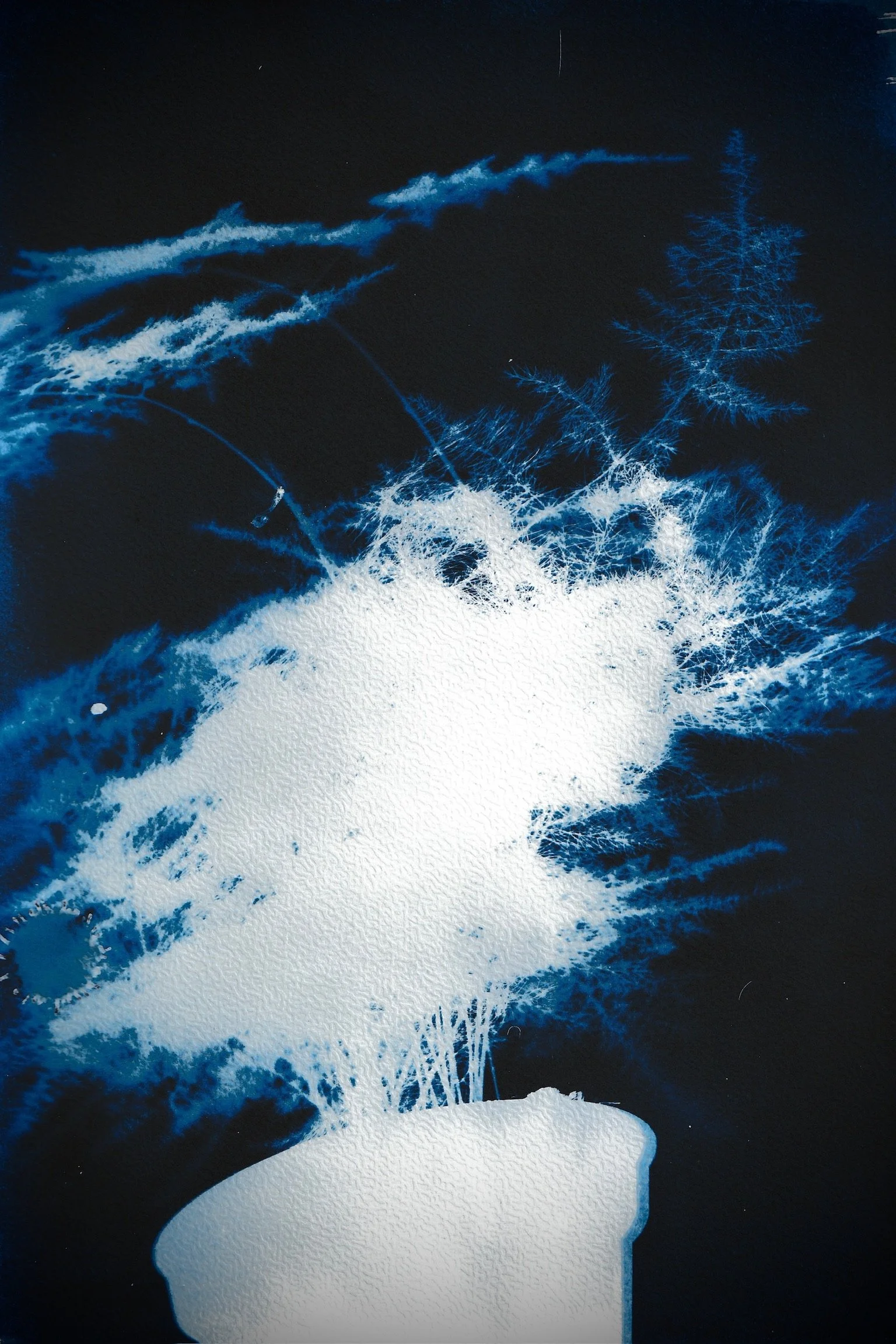 Cyanotype, Digital Nature