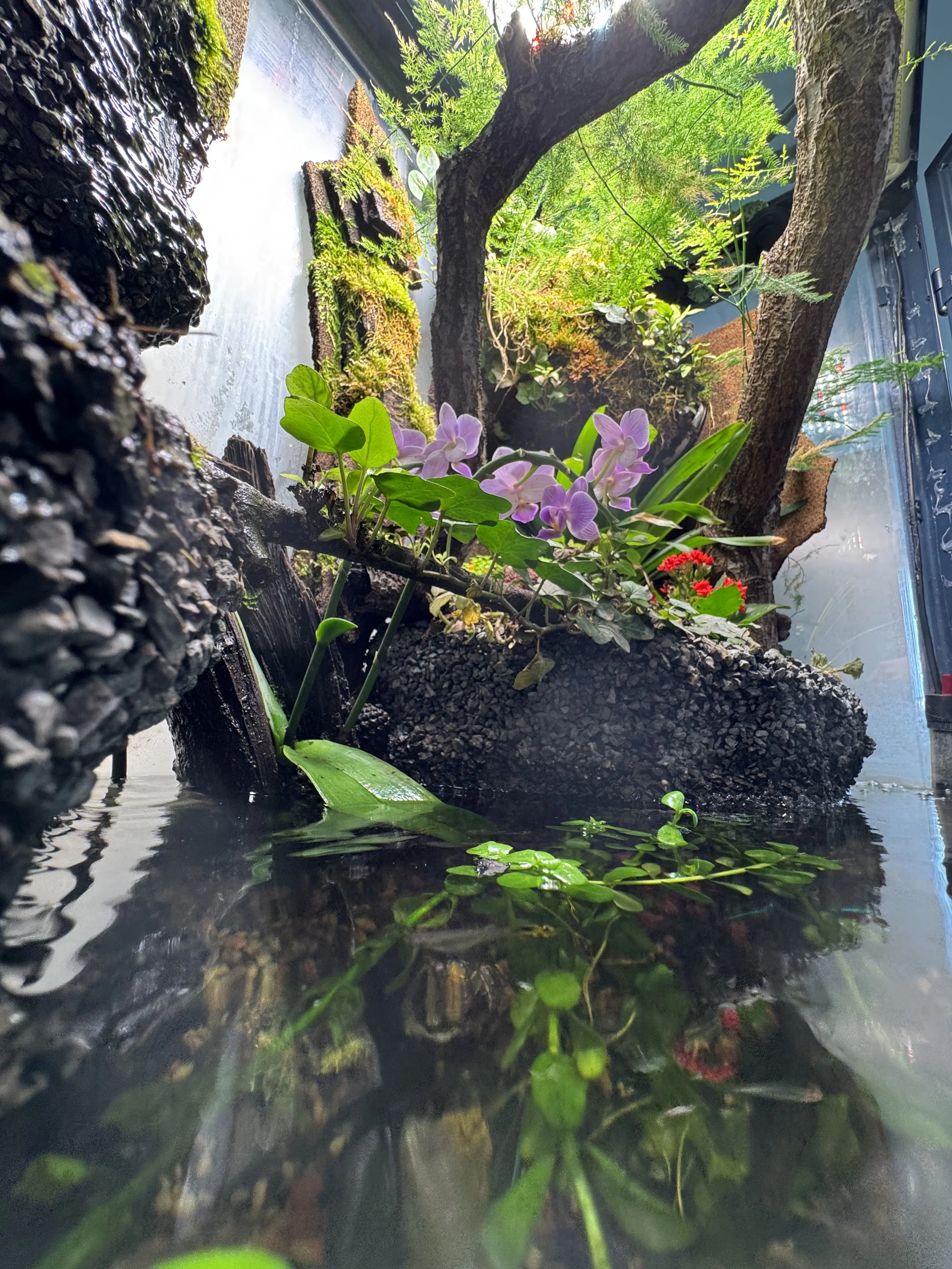 Wetland Paludarium