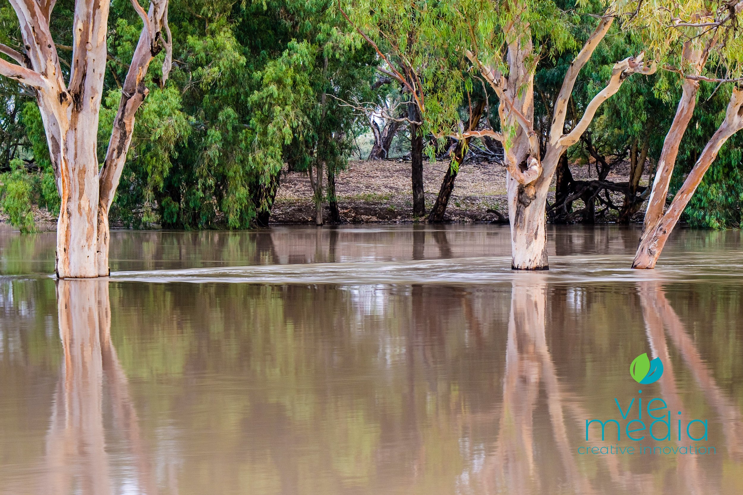 Darling River high flow at Trilby Station, Louth, Outback NSW, Australia