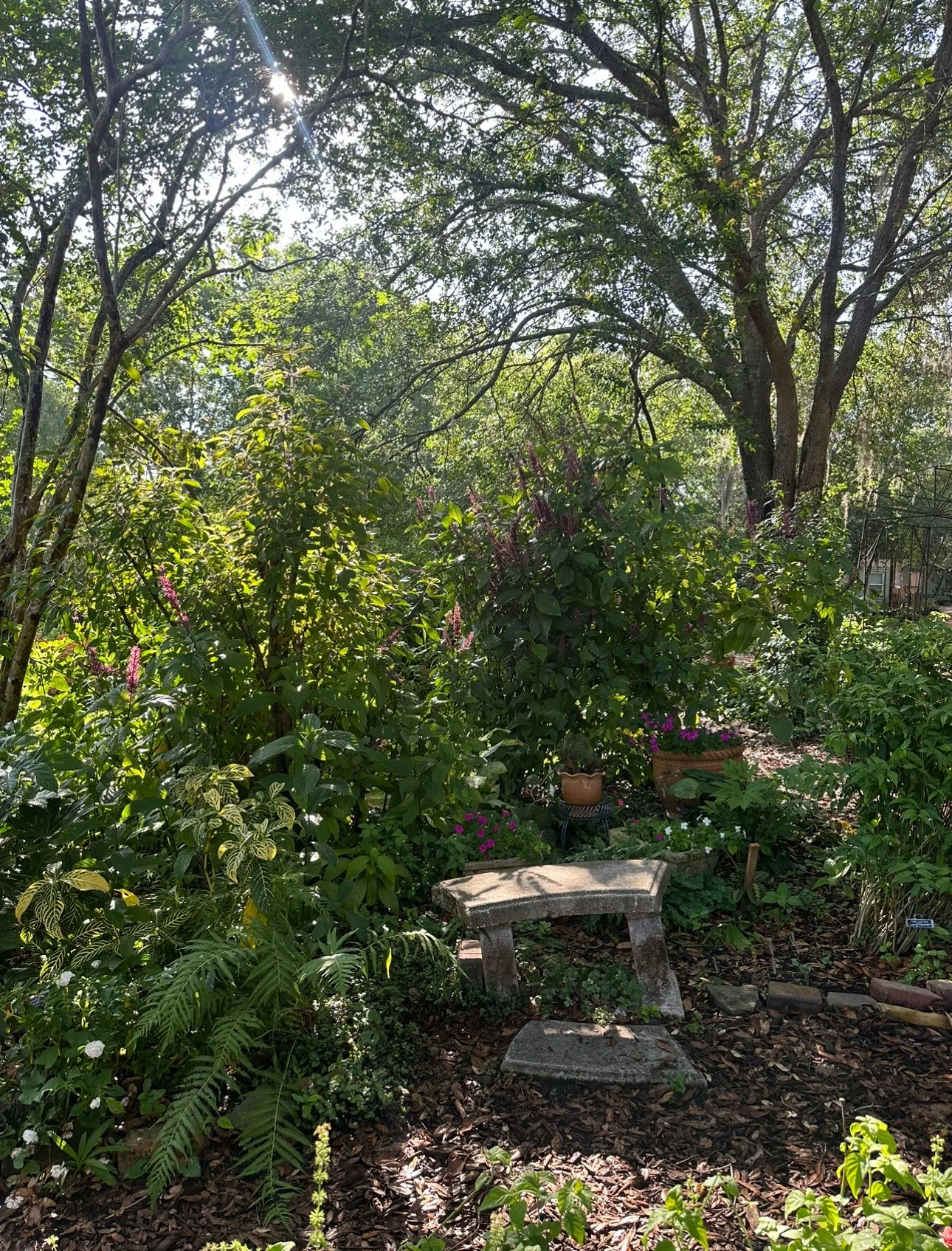 A garden path under late afternoon light