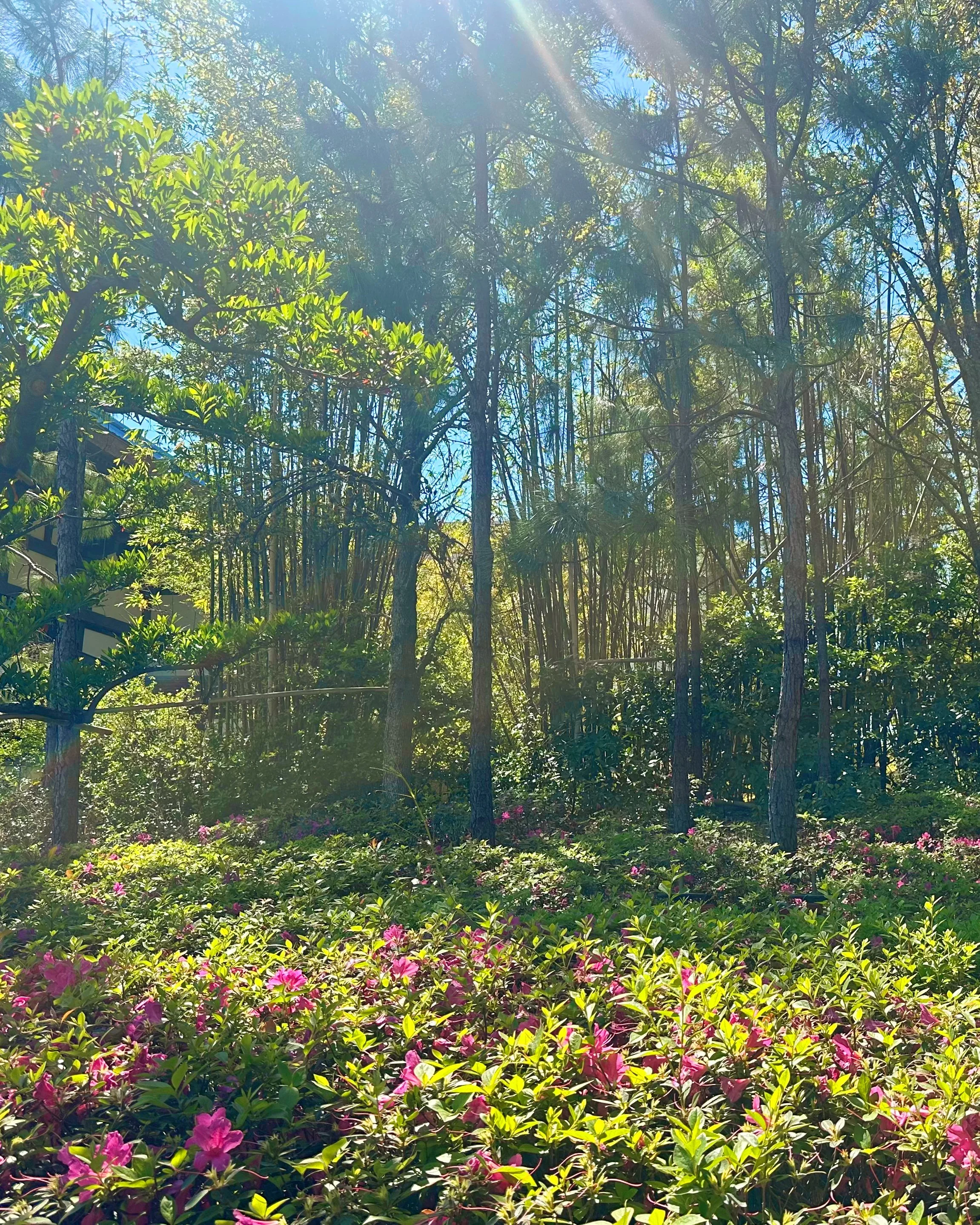 A garden in summer light