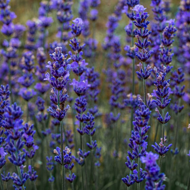 lavanda-front