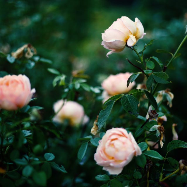 rosas-antiguas-front