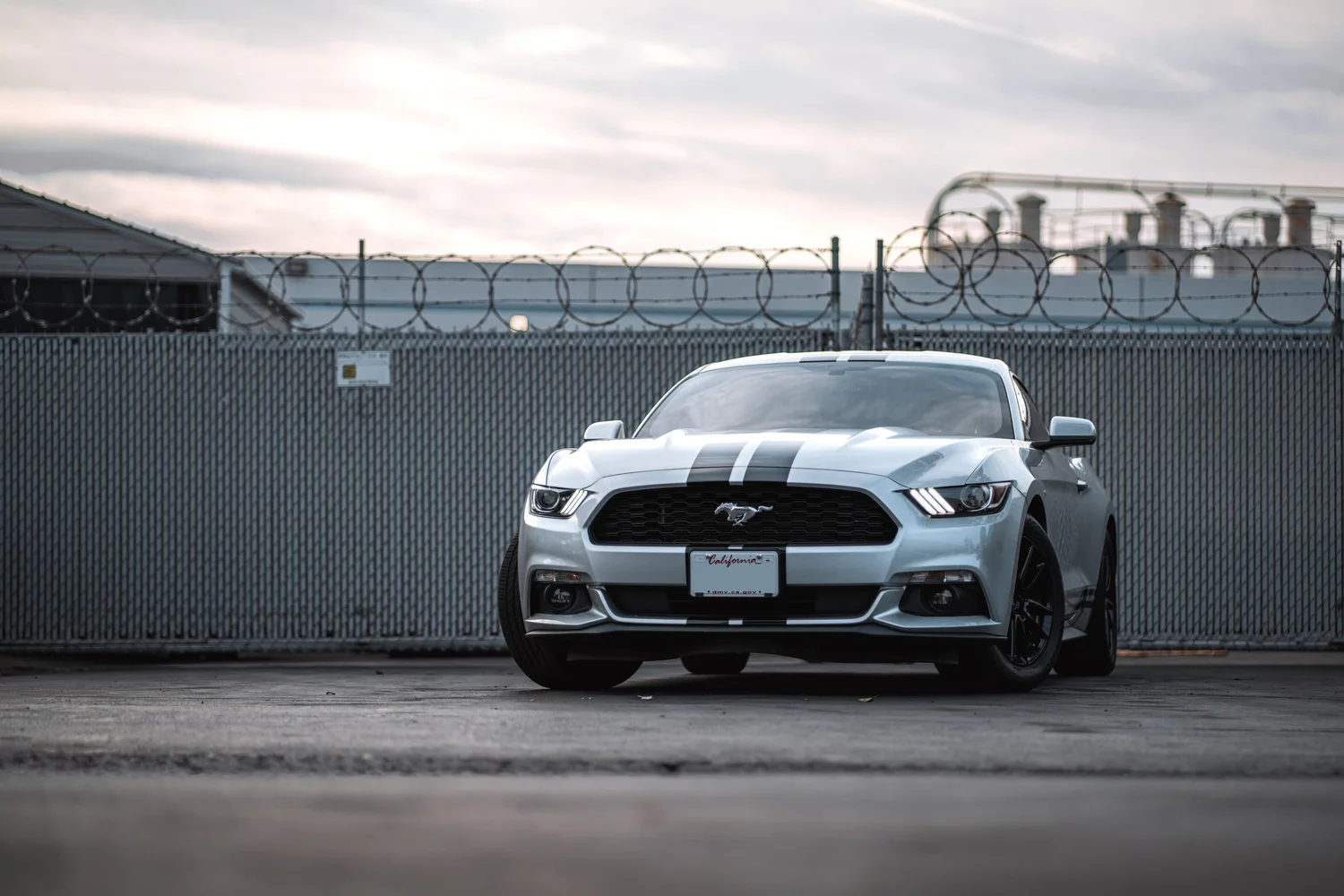 Ford Mustang & Mercedes-Benz C 63 Racing Stripes after Custom Graphics, direct front view