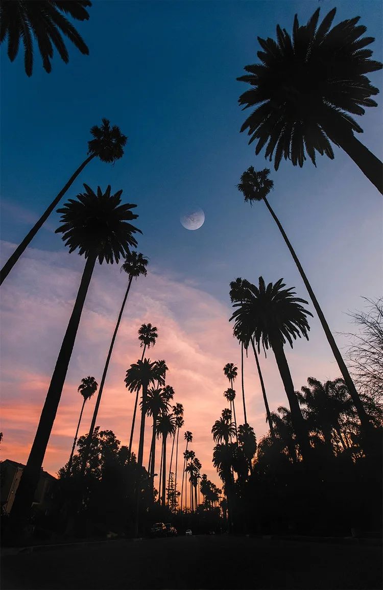 Silhouette of a palm tree against a vibrant sunset sky.