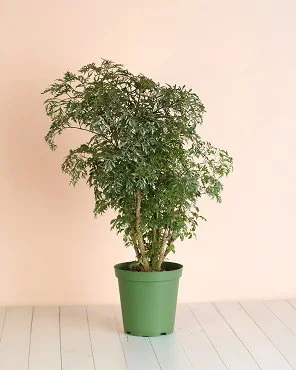 Ming Aralia
