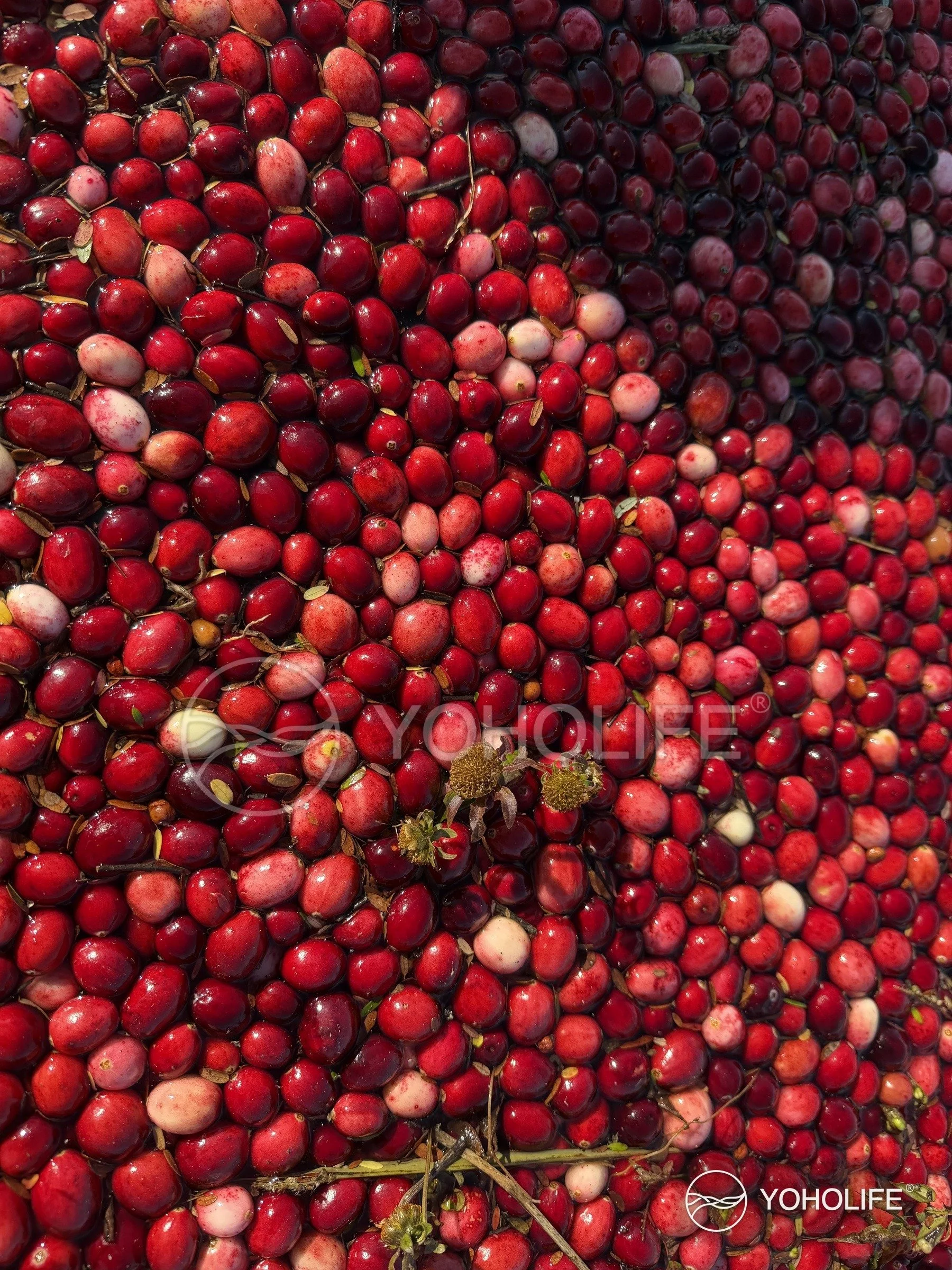 Close view of ripe cranberries collected at the partner cultivation base.