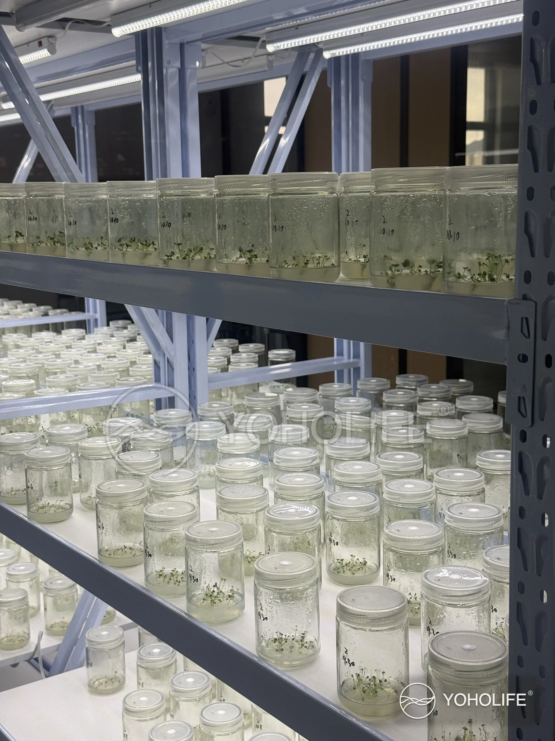 Rhodiola plantlets in propagation jars arranged across illuminated indoor cultivation shelves.