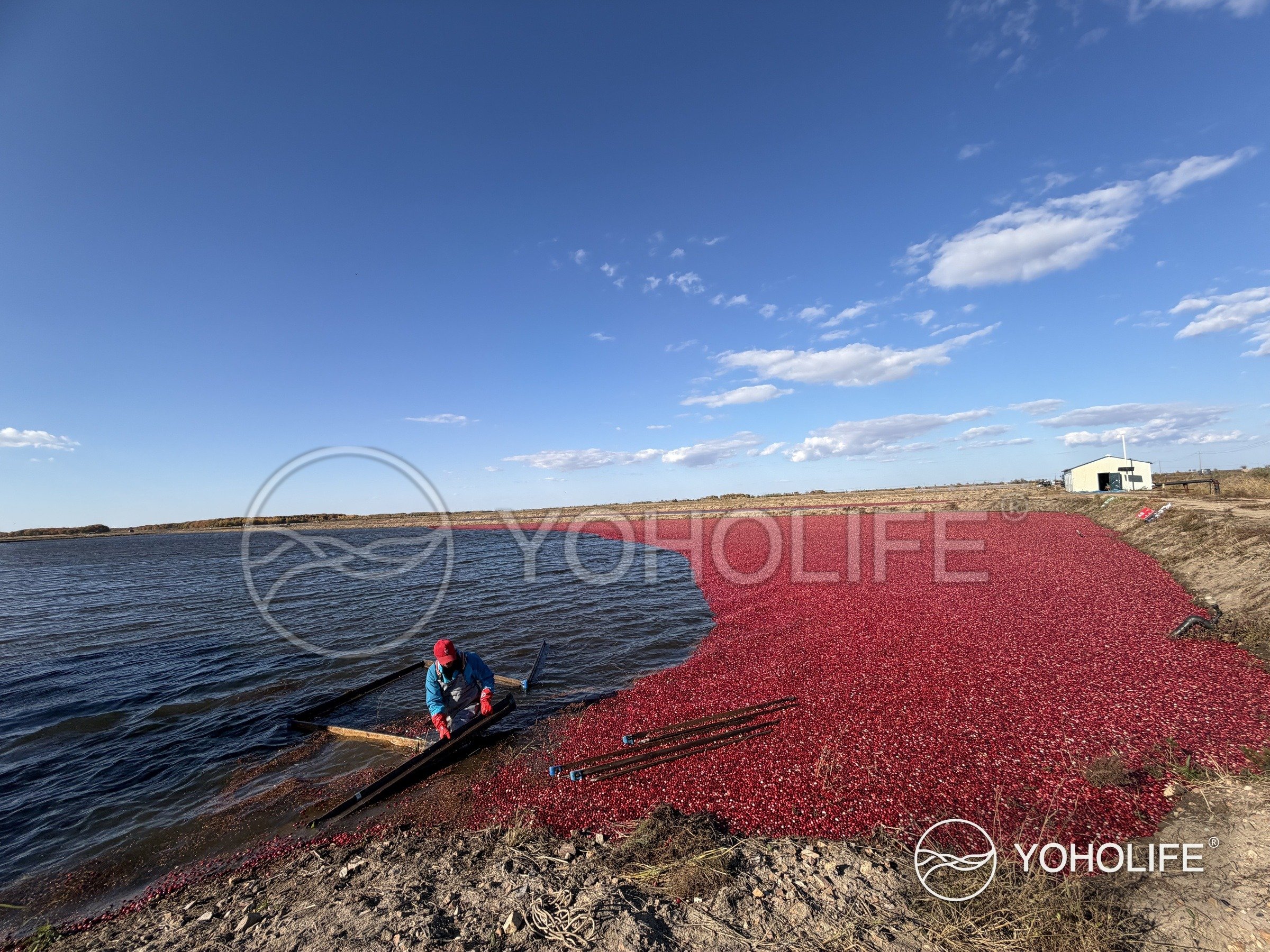 A worker gathering floating cranberries at the edge of the water-harvest area.