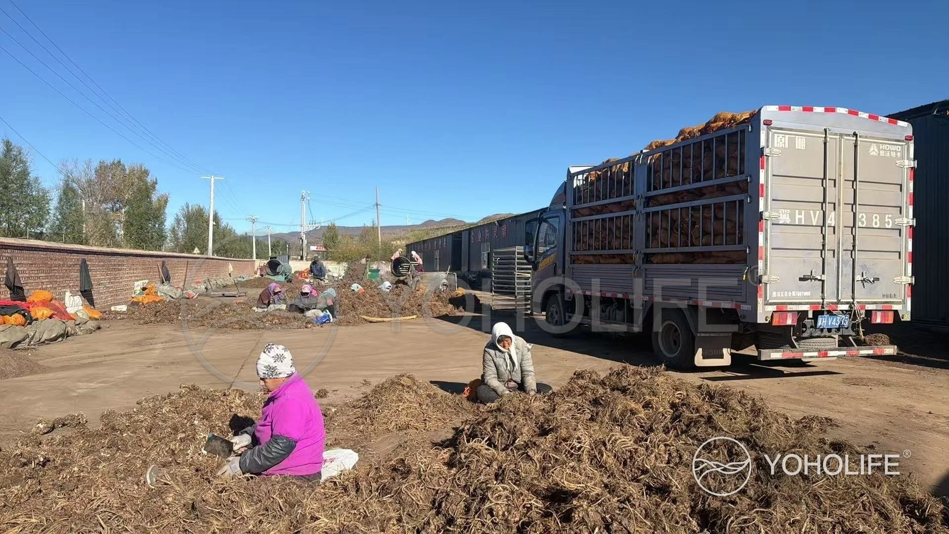 Local growers sorting harvested Rhodiola roots in an open working yard.