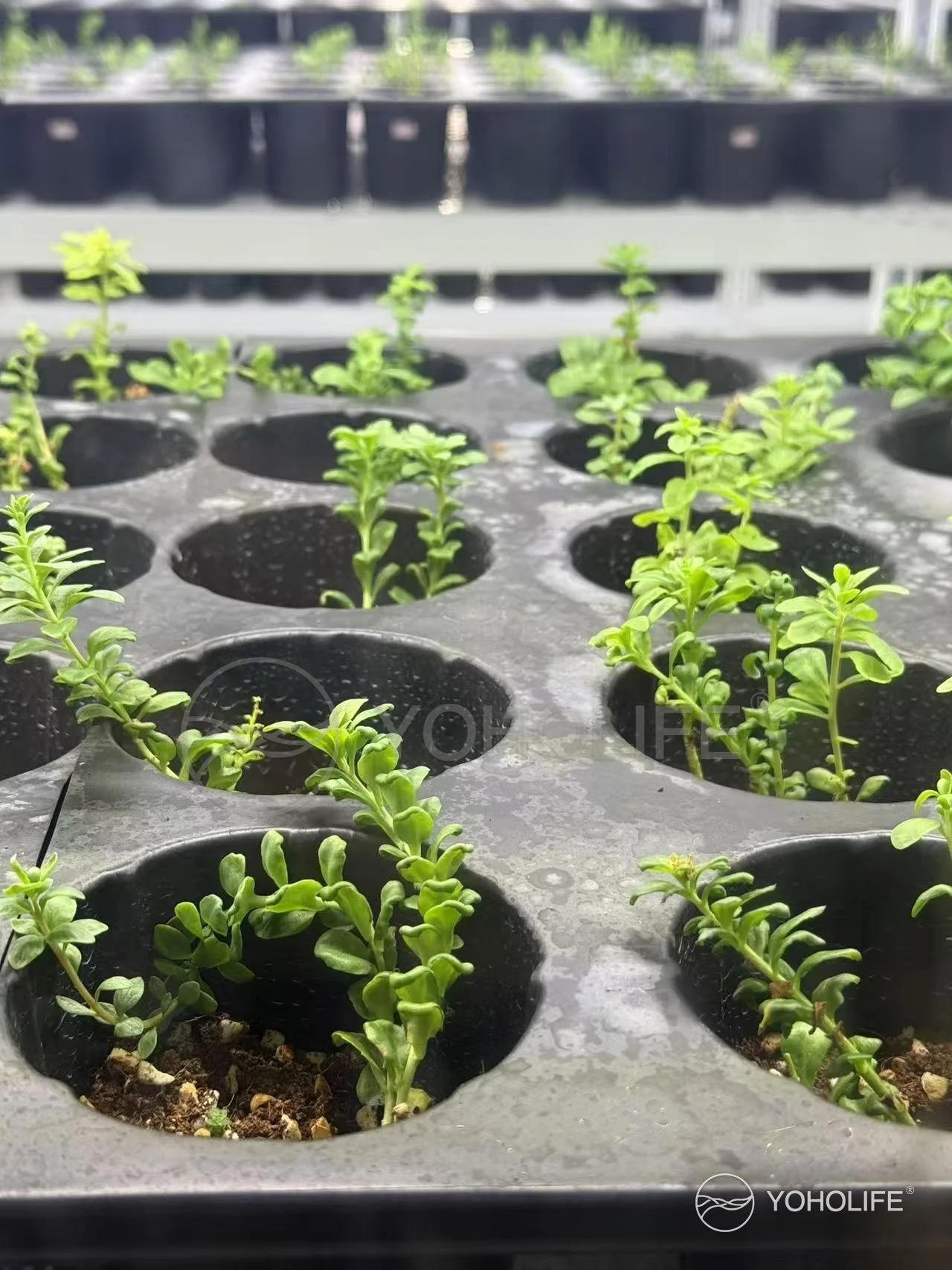 A close view of six-month-old Rhodiola plantlets in individual nursery cells.