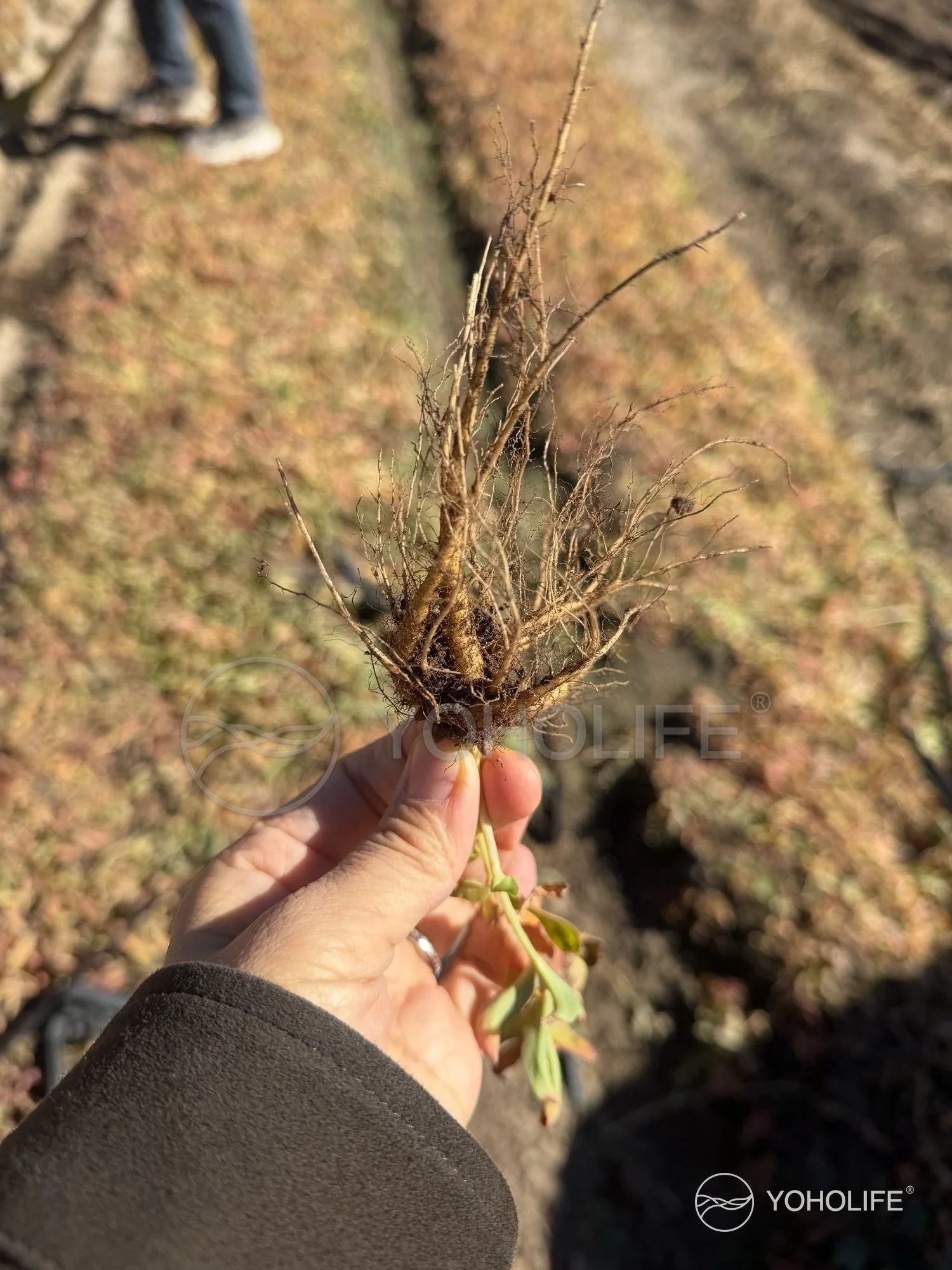 The fine root system of a young Rhodiola plant held above the planting beds.