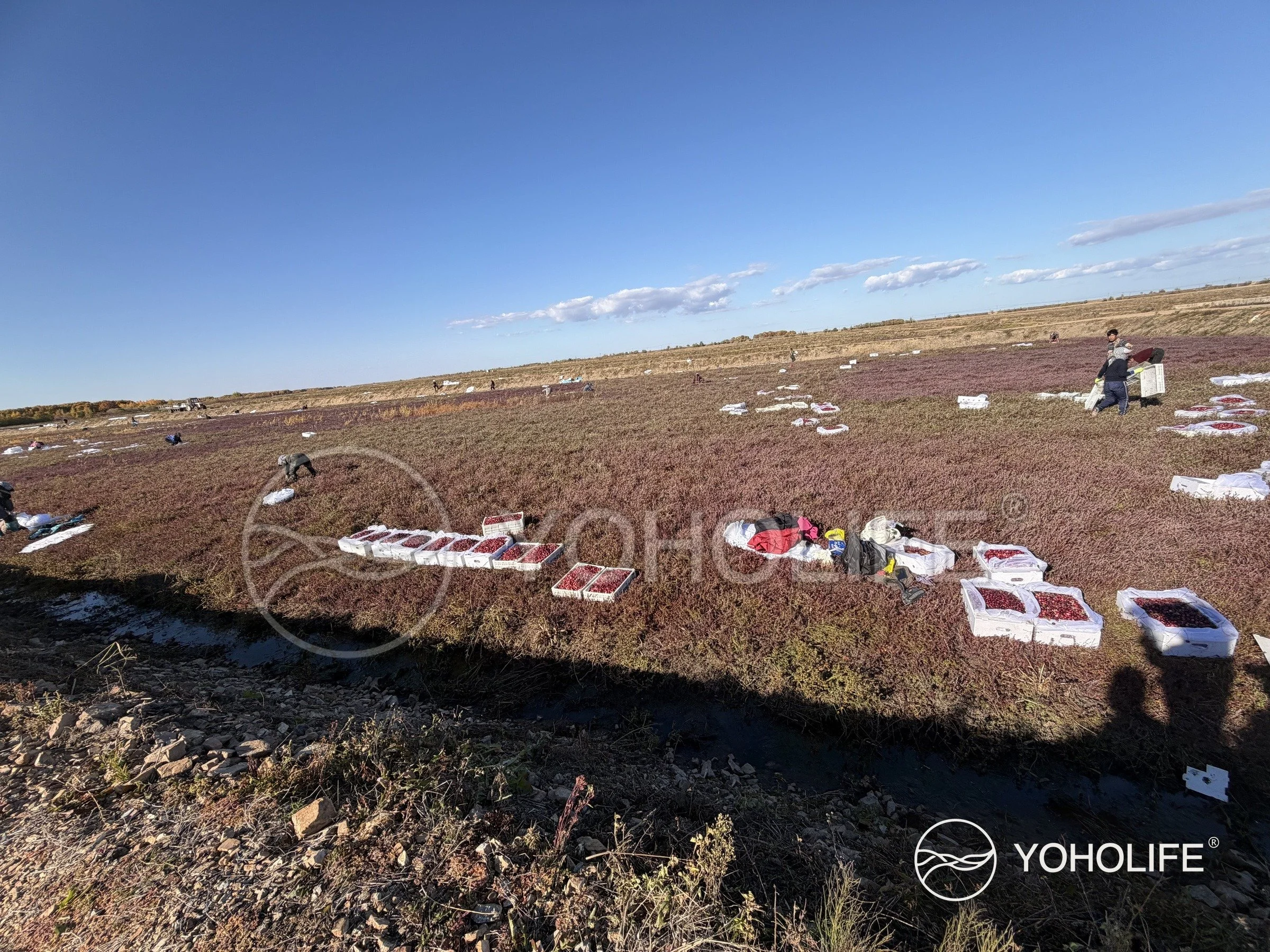 Workers collecting cranberries in dry growing beds, with crates set across the field.