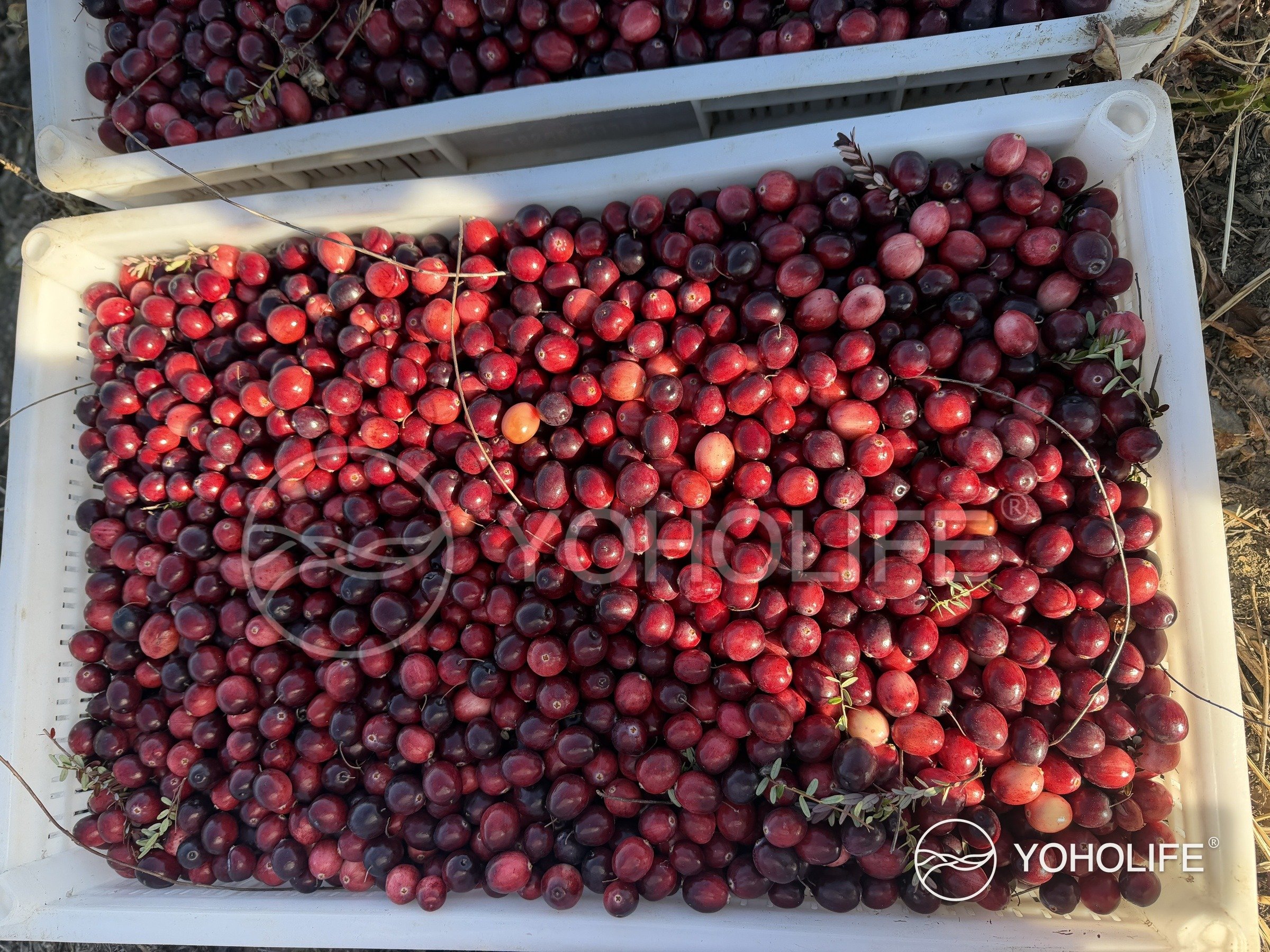 Freshly collected cranberries in shallow harvest crates.