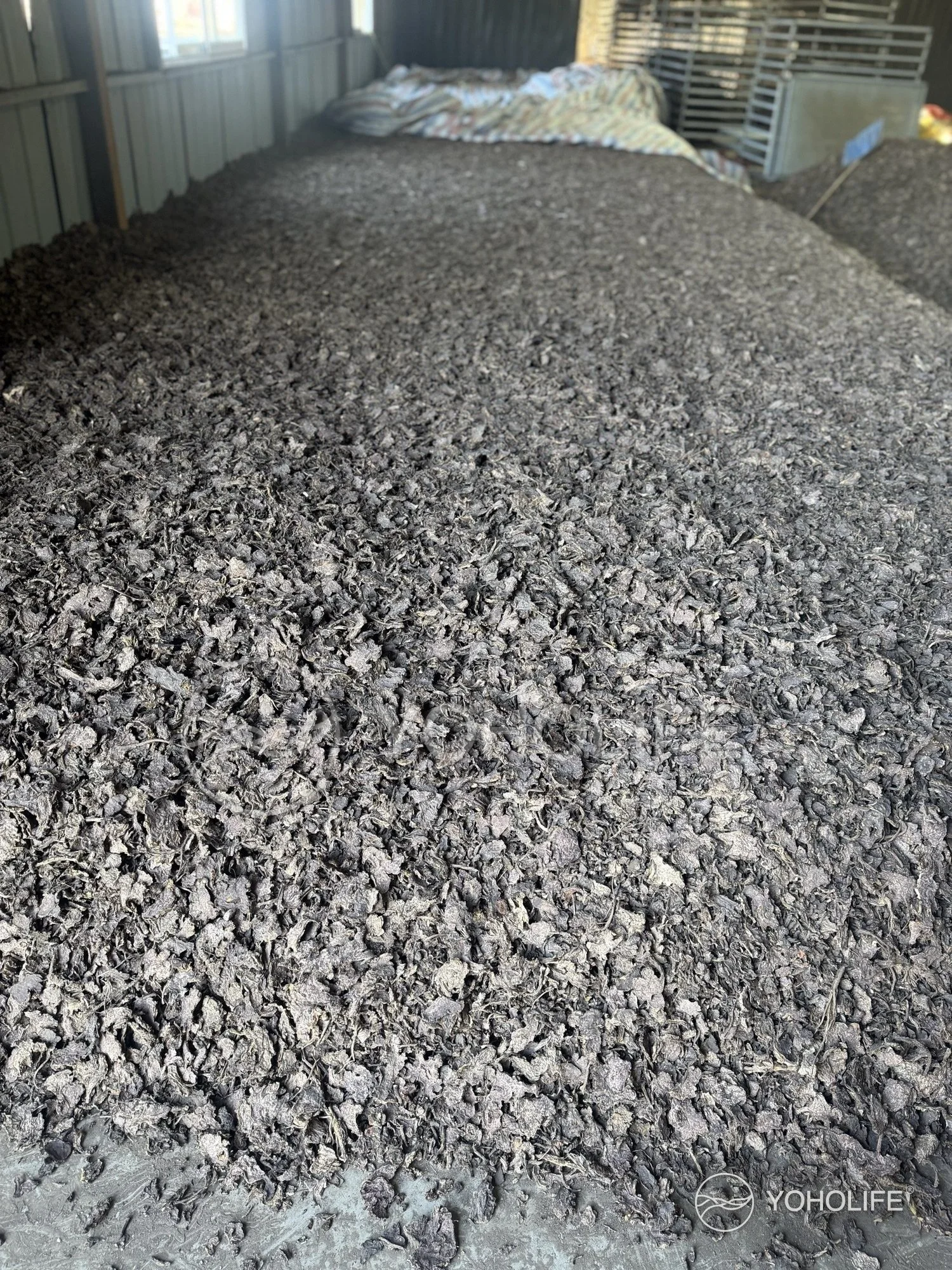 Processed Rhodiola roots spread across an indoor drying area.