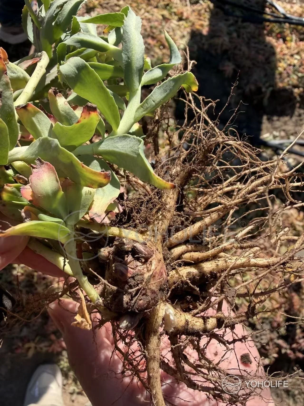 A Rhodiola plant held in the hand, showing its leaves and branching roots.