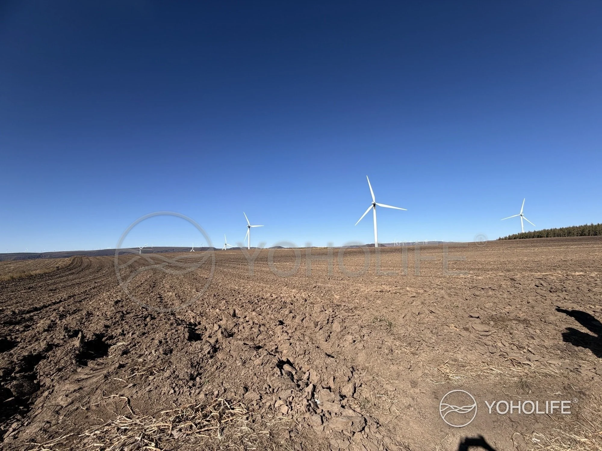 Newly prepared planting soil at the Rhodiola cultivation site in Hebei, with wind turbines on the distant horizon.