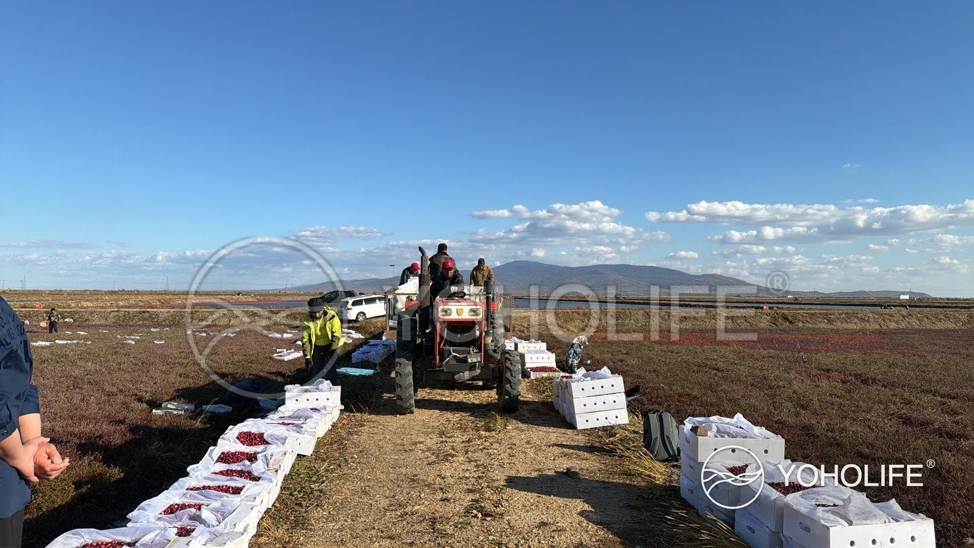 Harvest workers and a tractor beside rows of freshly collected cranberries at the partner growing base.