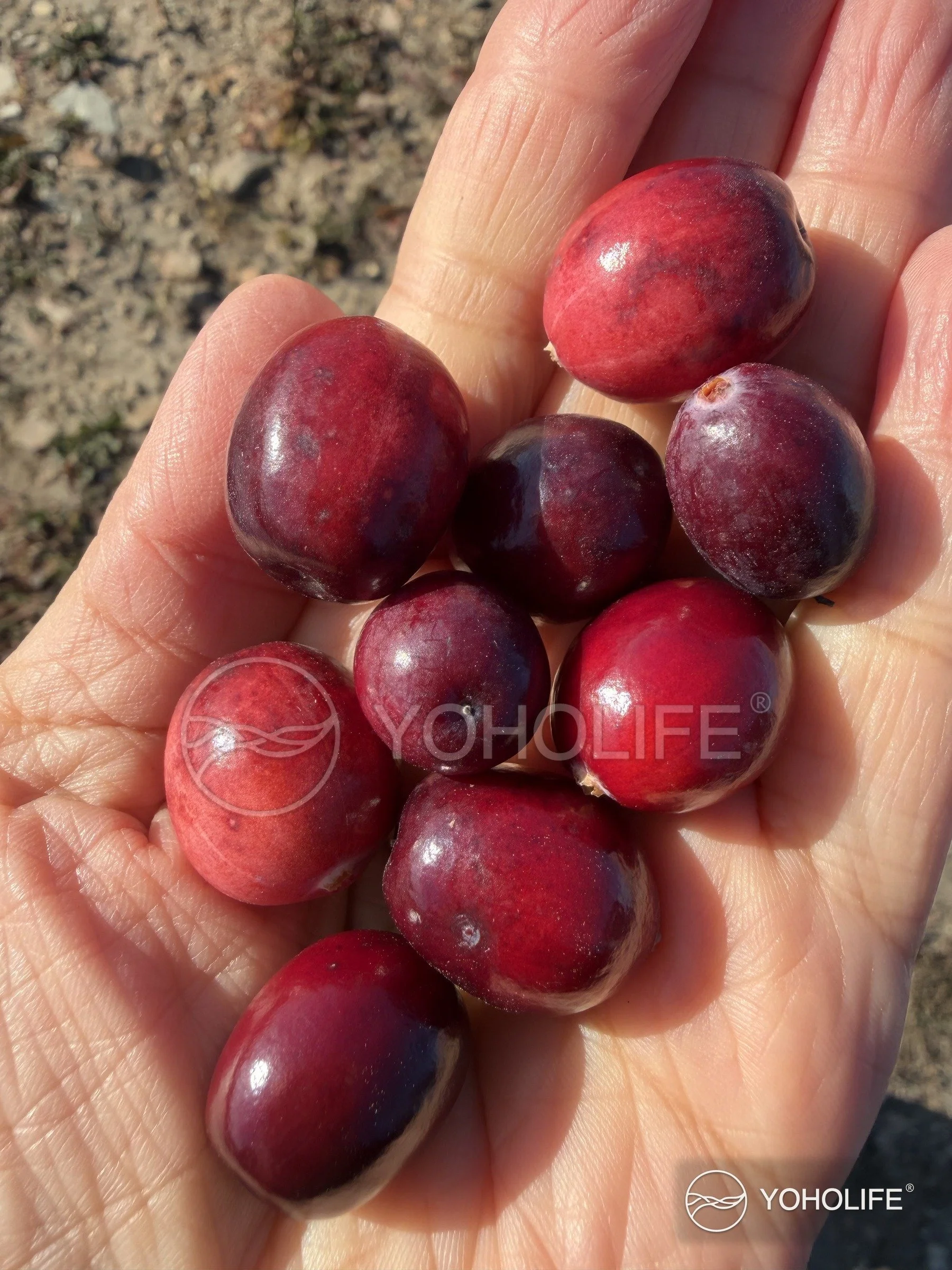 Glossy red cranberries held in the palm of a hand during the YOHOLIFE® field visit.