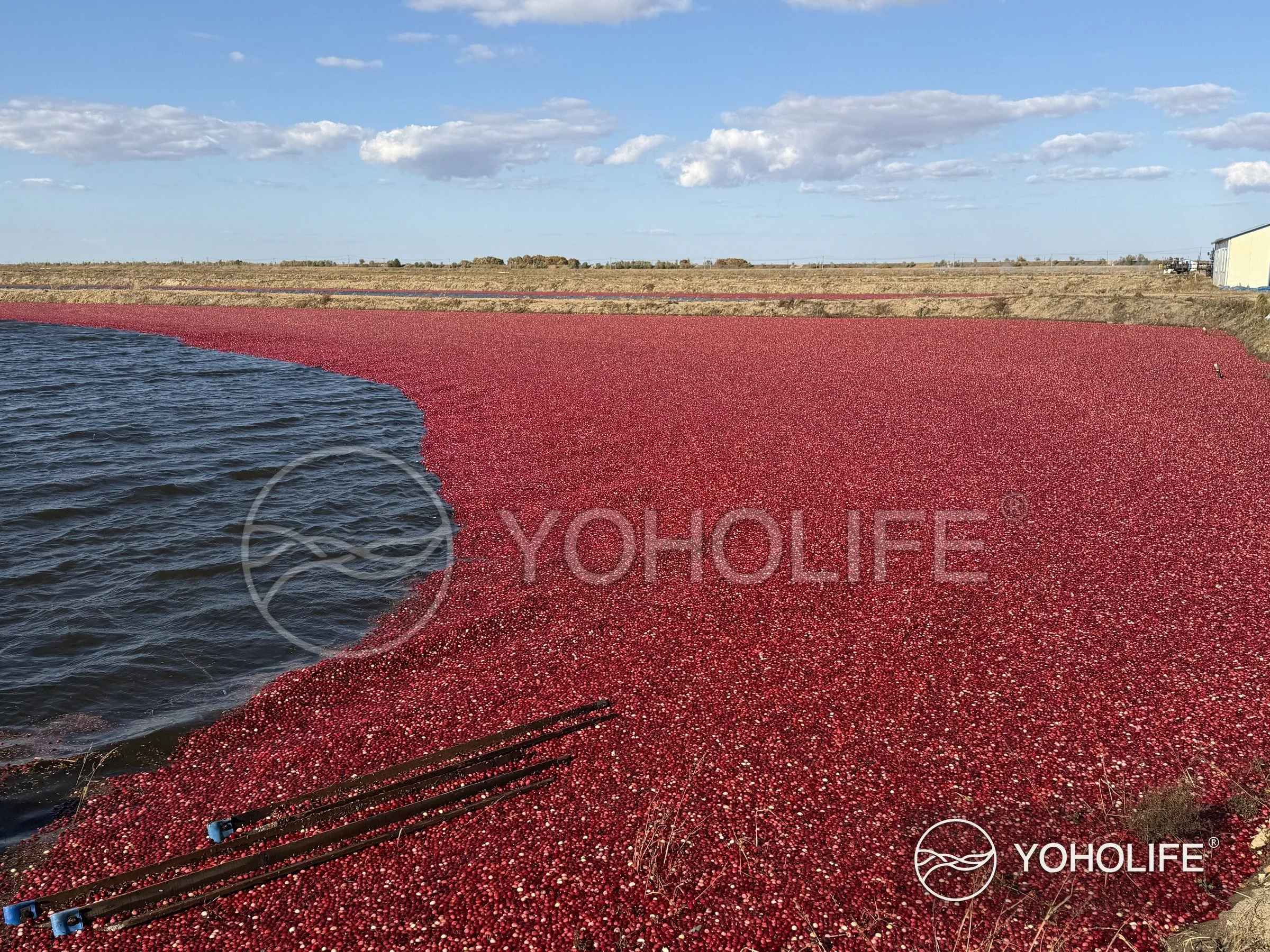 A dense sweep of floating cranberries beside open water under a clear sky.