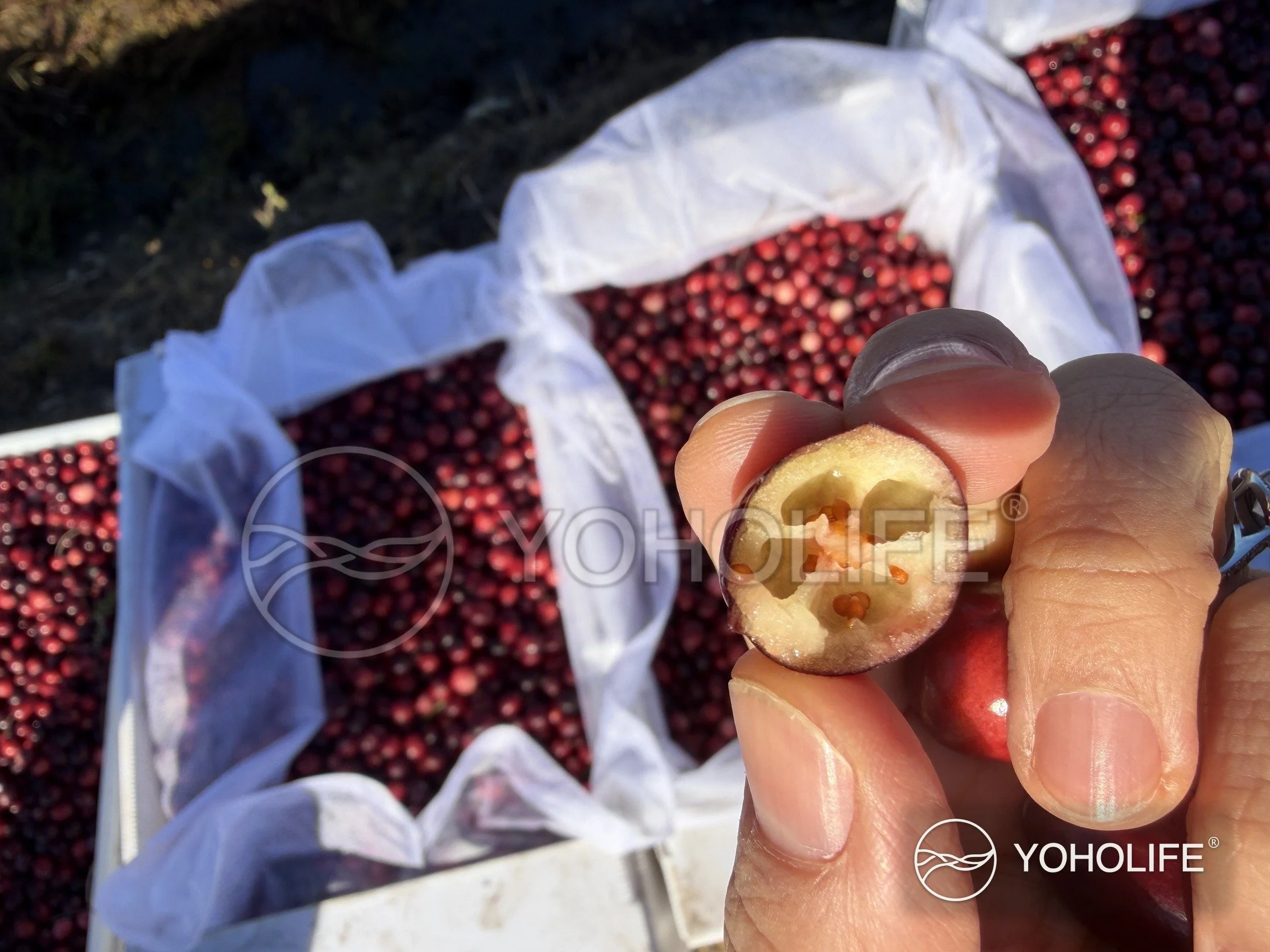 A cut cranberry showing its internal cavities, with harvested fruit in crates behind it.