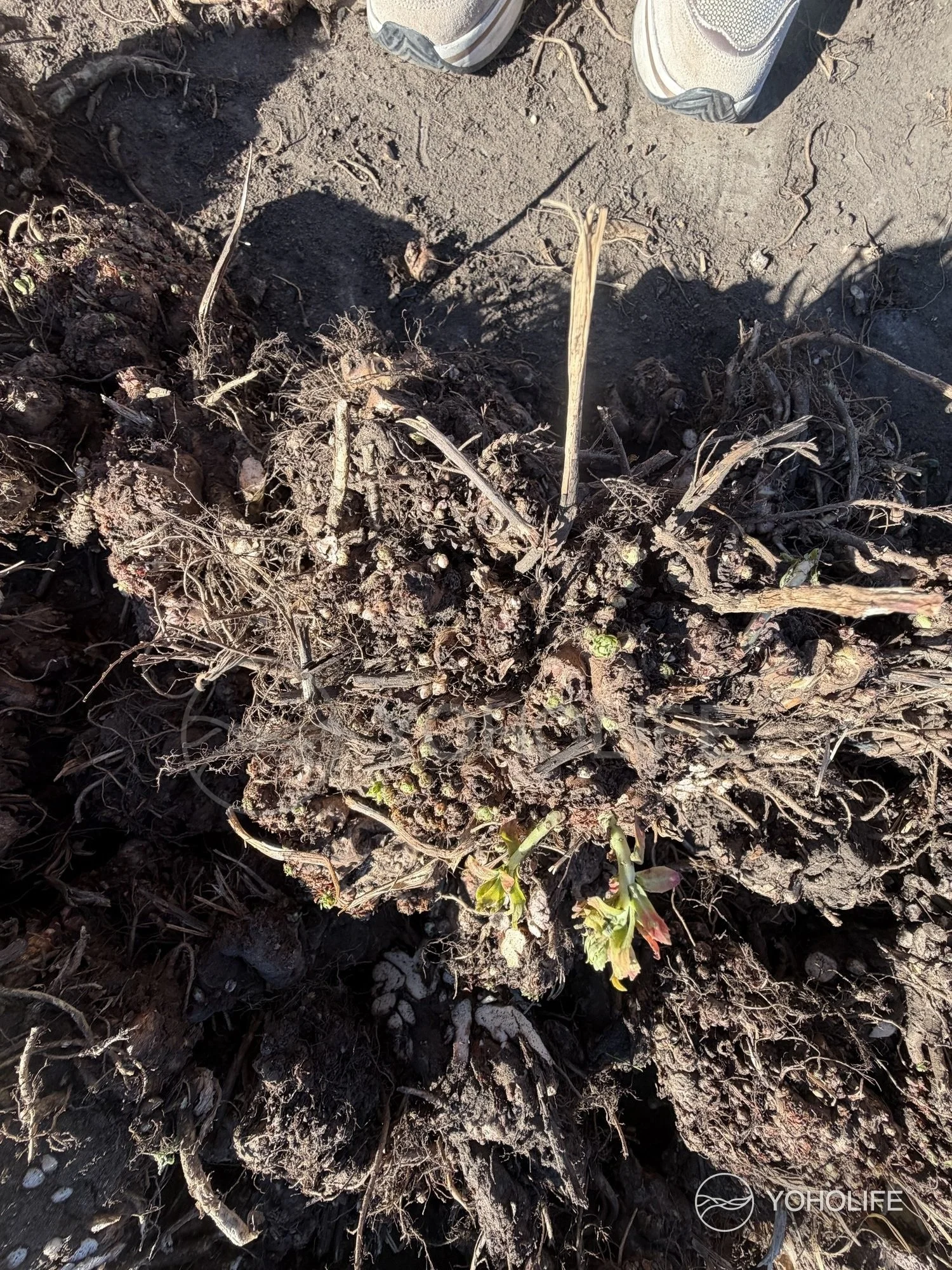 Mature Rhodiola roots resting on soil after lifting.