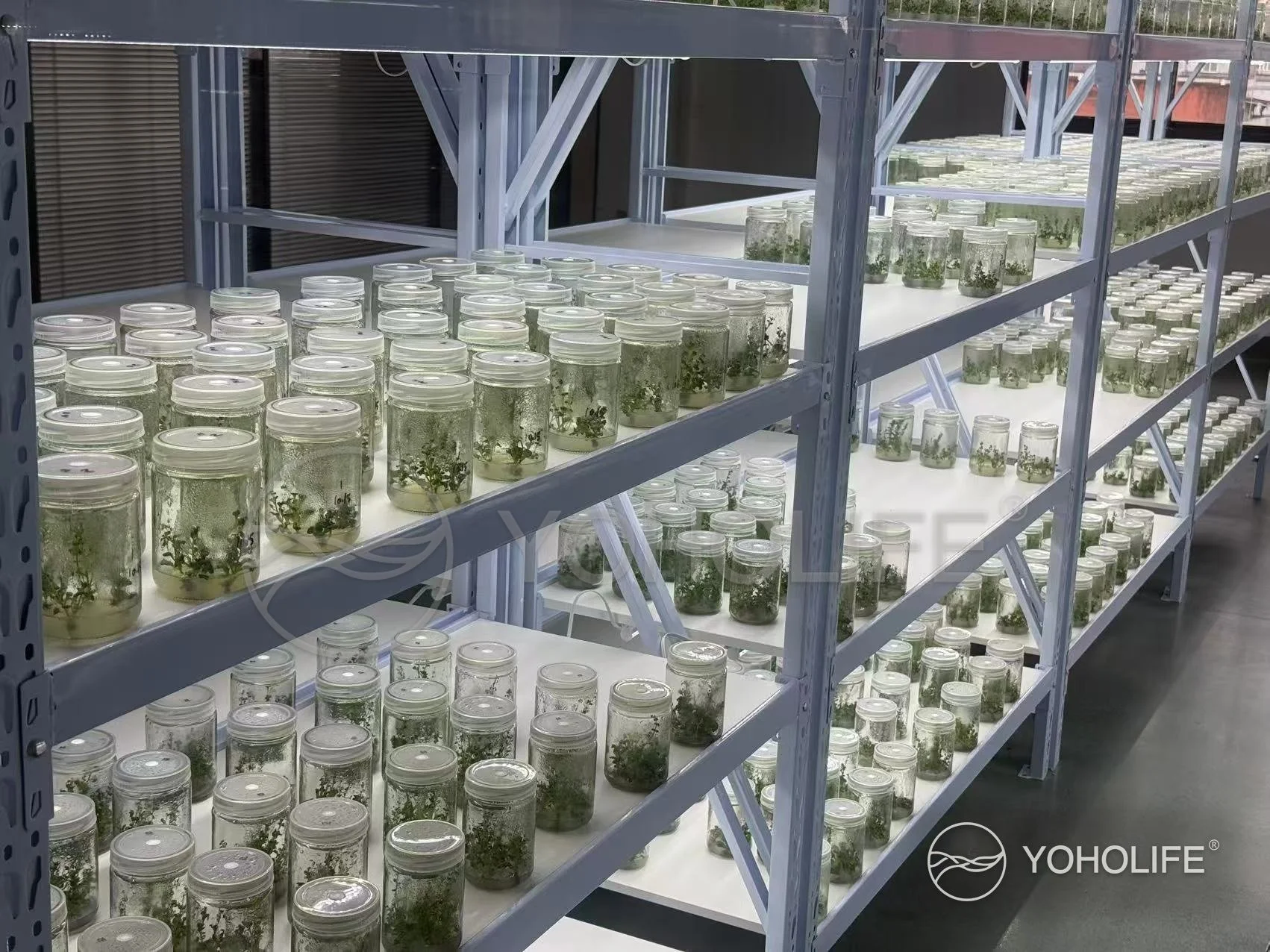 Rows of glass containers holding young Rhodiola plant material on indoor propagation shelves.