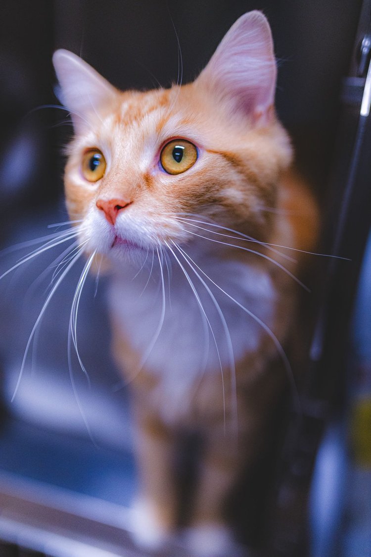 Moody indoor cat portrait photographed with soft dramatic lighting