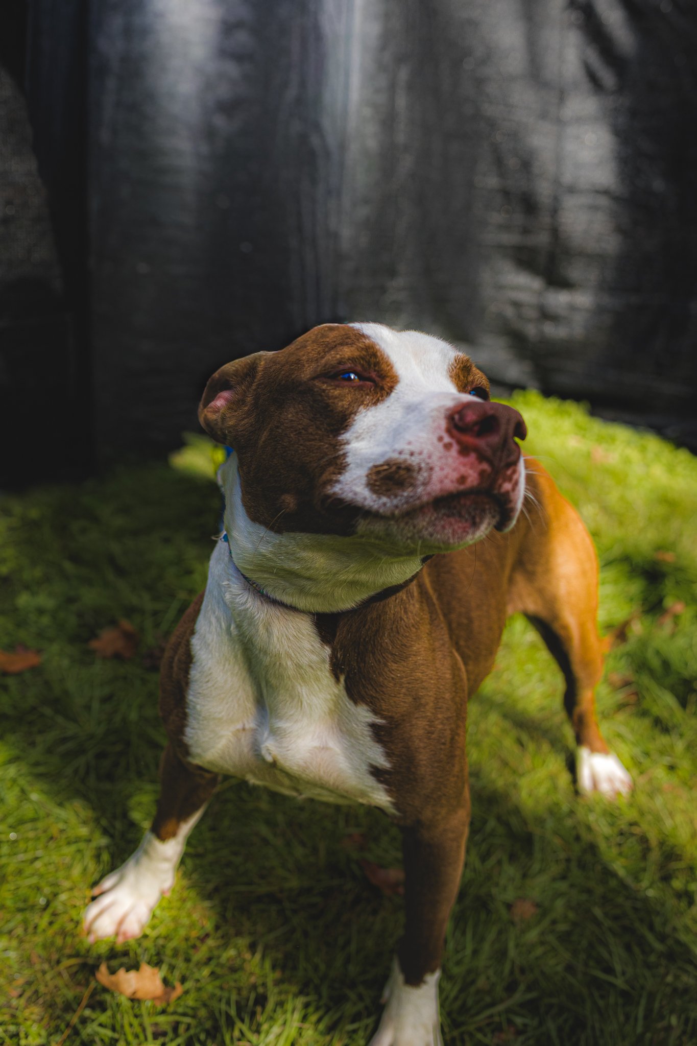 Pet photography by Drew B Photography