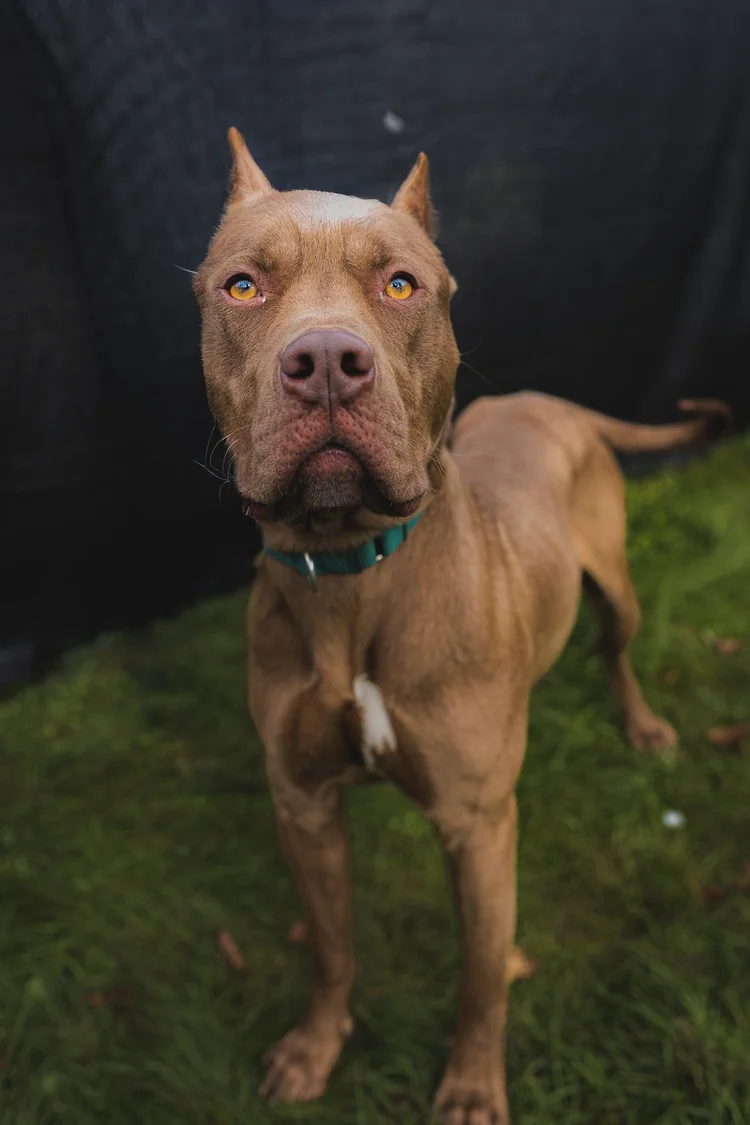 Dog sitting calmly for a natural personality-focused pet portrait