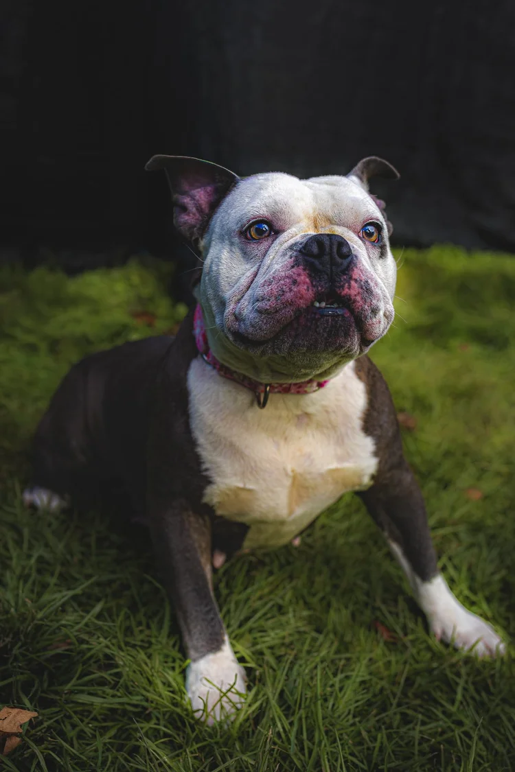 Black-and-white bulldog sitting on green grass and looking upward in soft outdoor light.