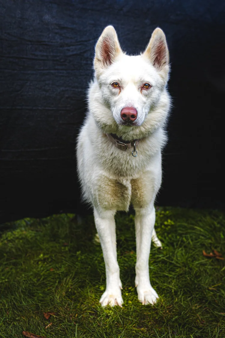 Relaxed dog portrait from an animal-led pet photography session
