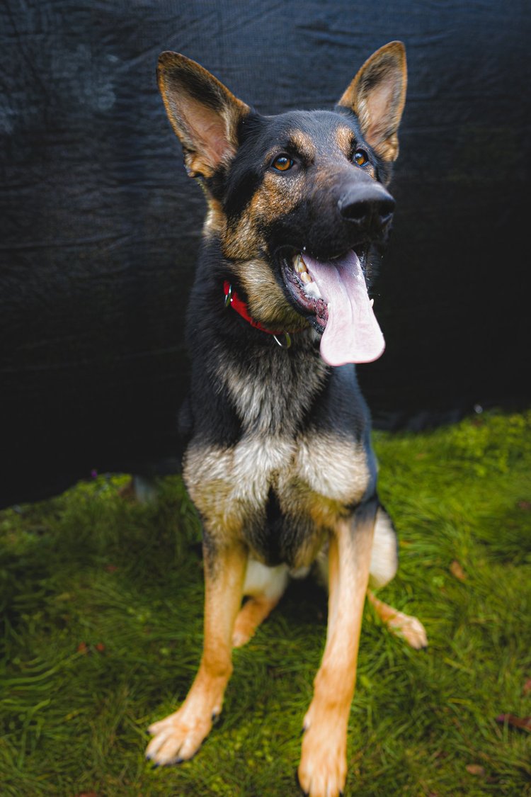 Outdoor dog portrait photographed in natural surroundings