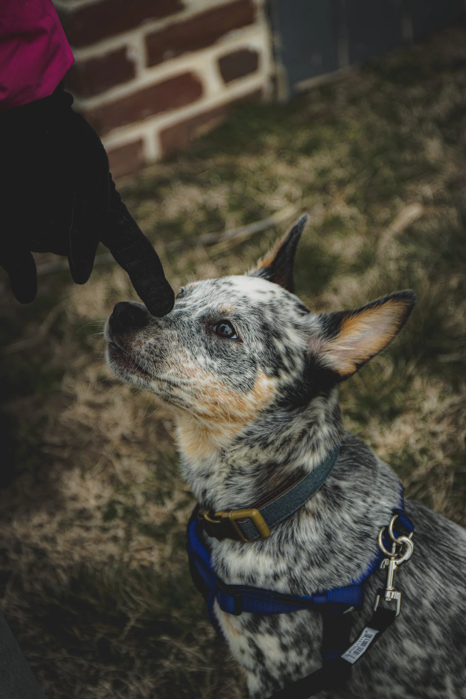 Pet featured in the pet photography portfolio