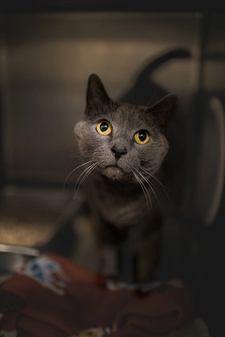 Shelter cat photographed during a patient personality-focused portrait session