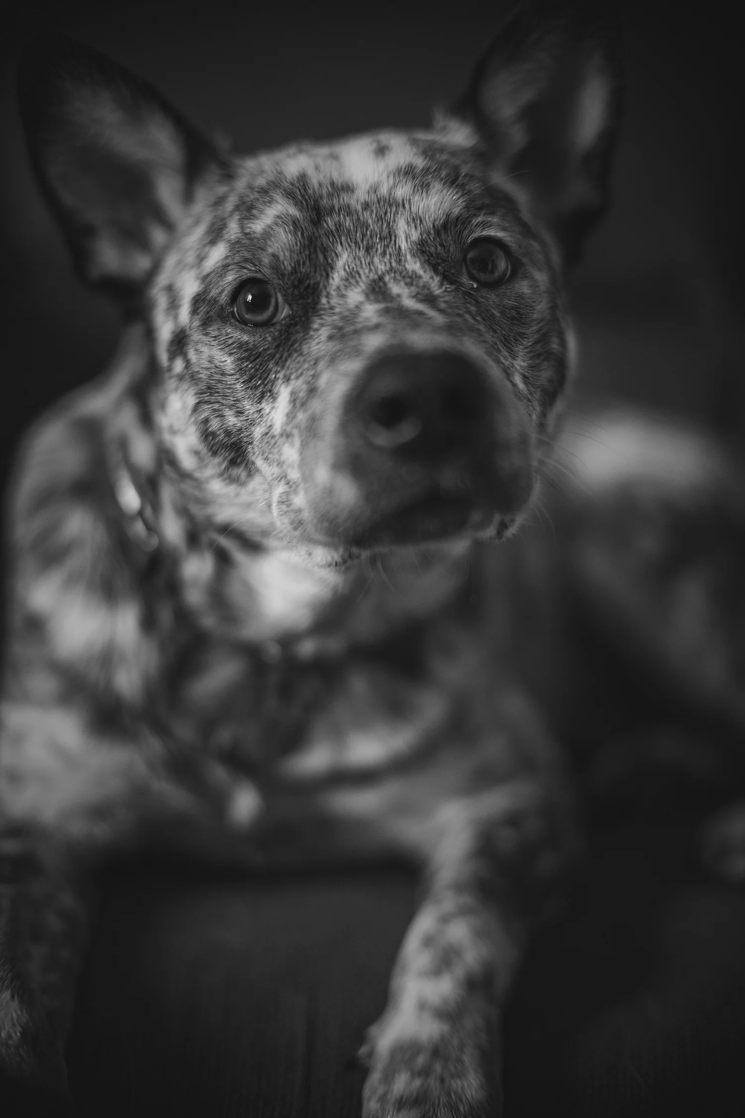 Pet portrait photography by Drew B Photography