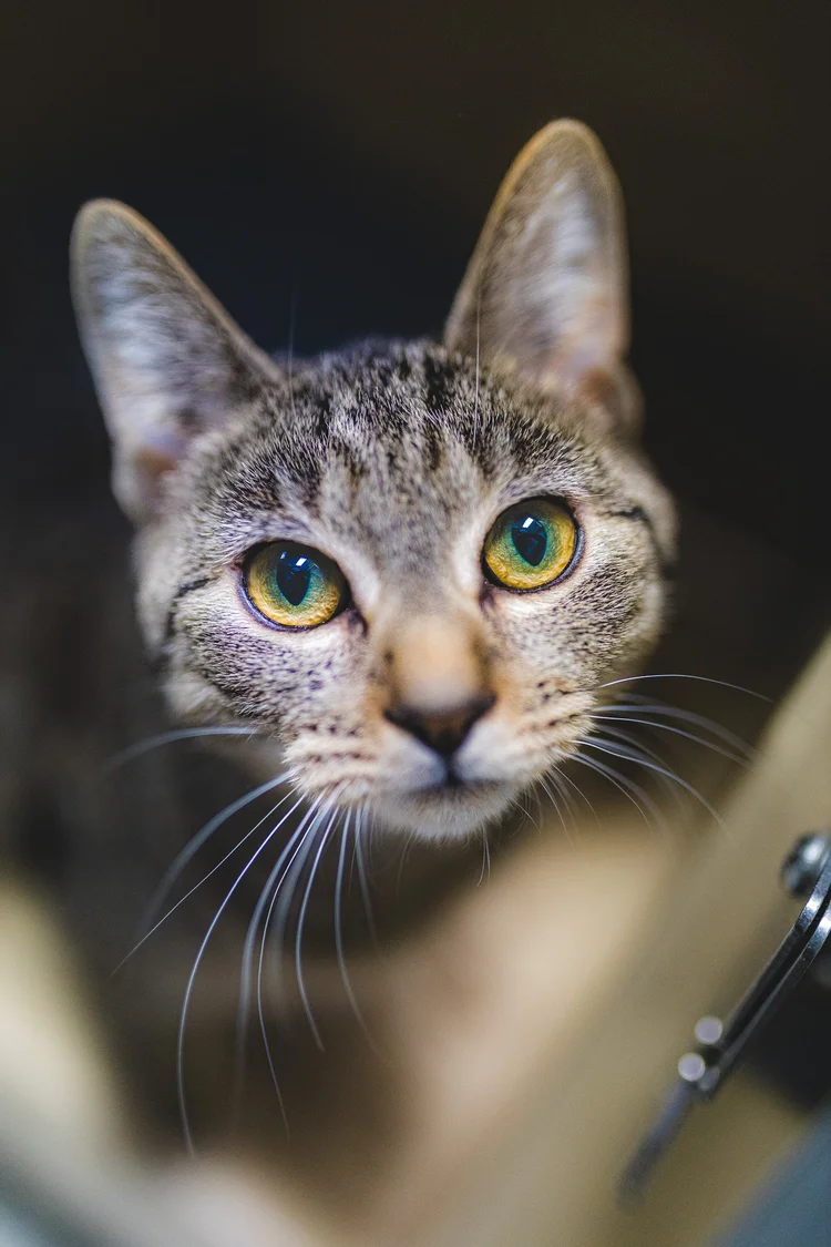 Cat resting naturally during a calm indoor pet portrait session