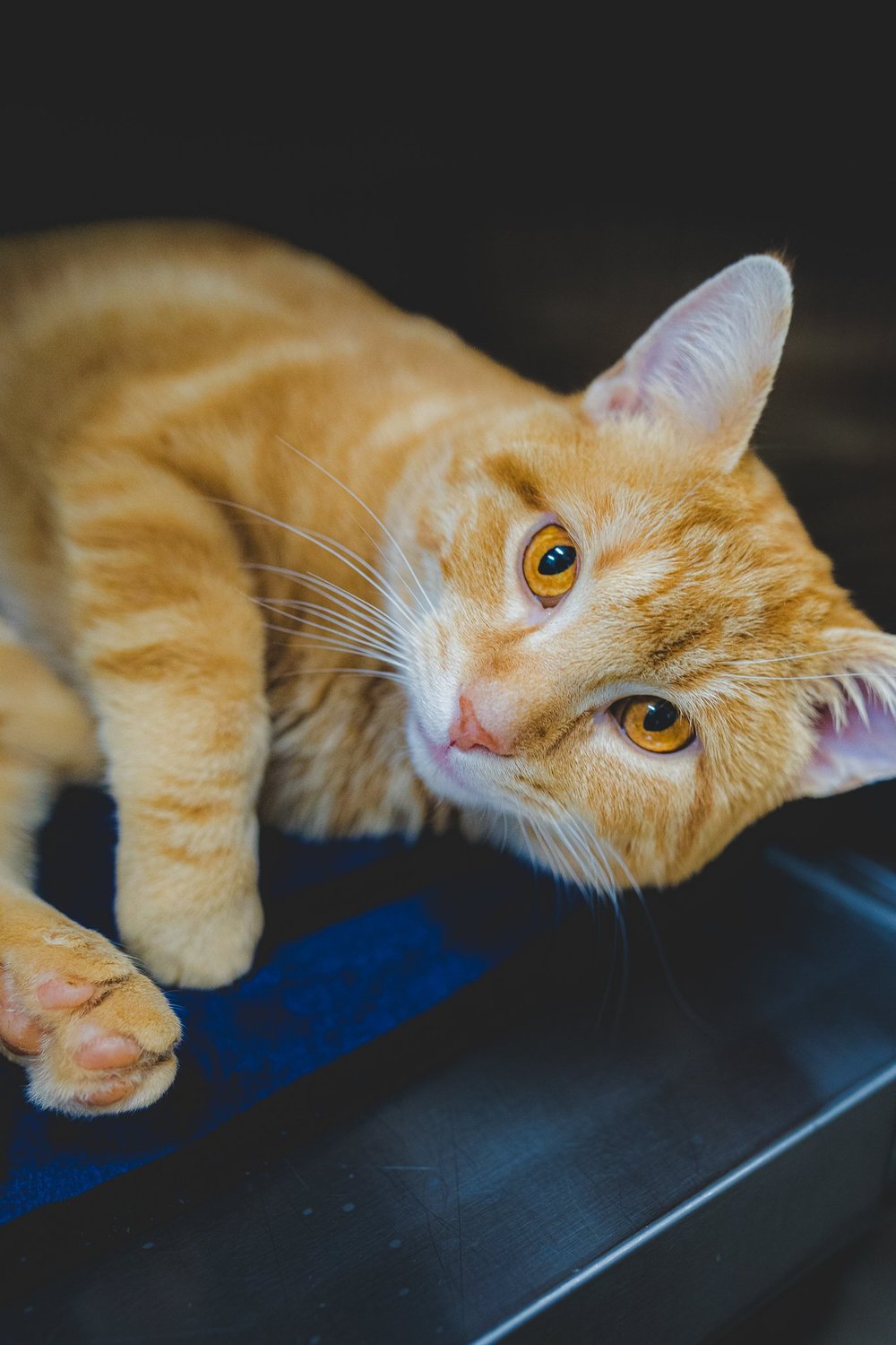 Pet photography by Drew B Photography