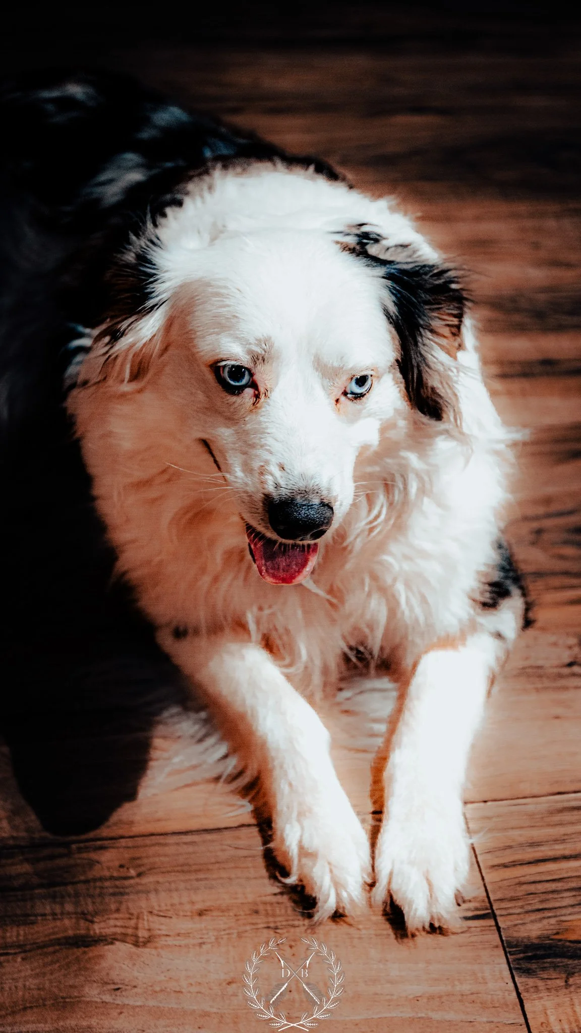 Dog portrait by Drew B Photography