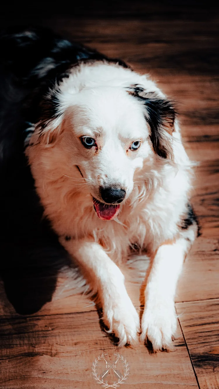 Dog portrait looking toward the camera during a South Jersey pet photography session
