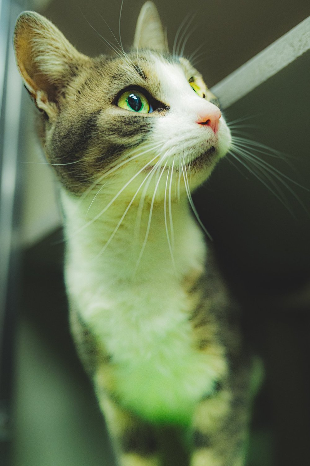 Indoor cat portrait looking toward the camera during a relaxed pet photography session