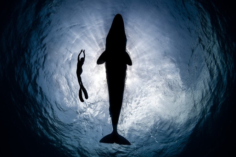 Whale and human underwater together