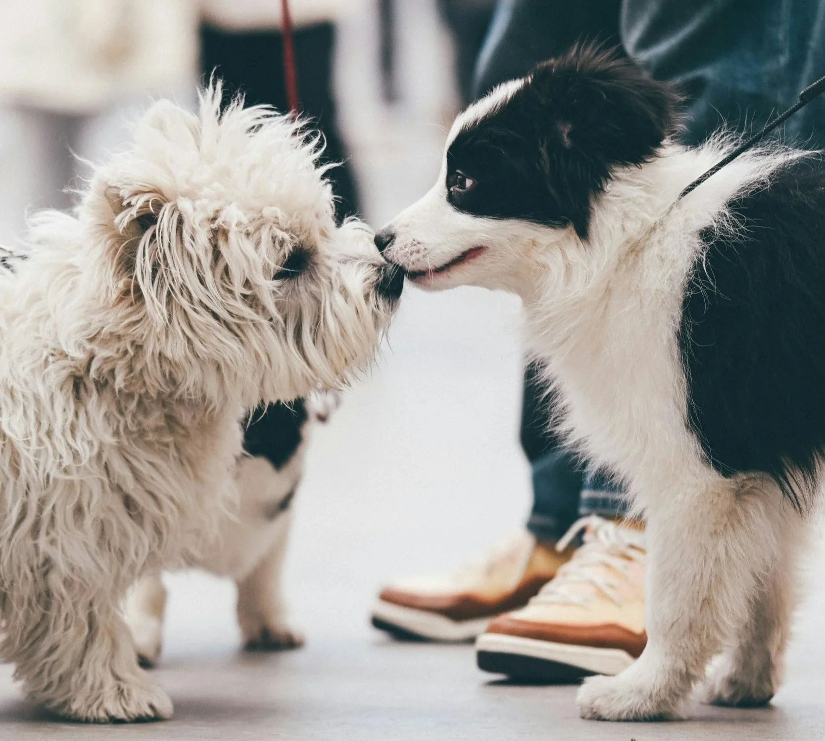 North Paw Puppy School