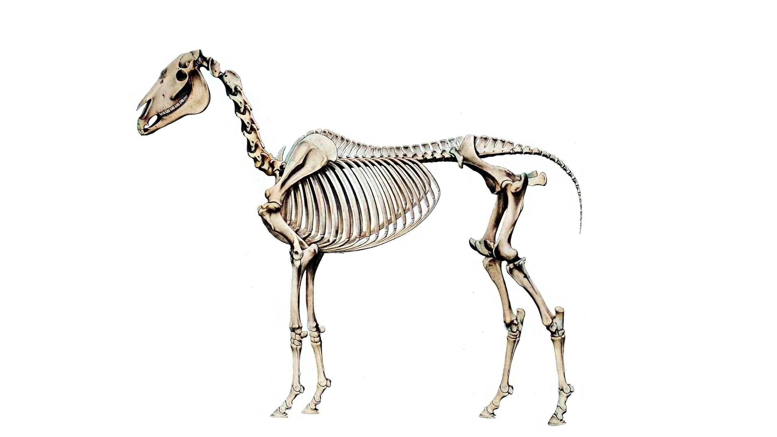 Horse Skeleton