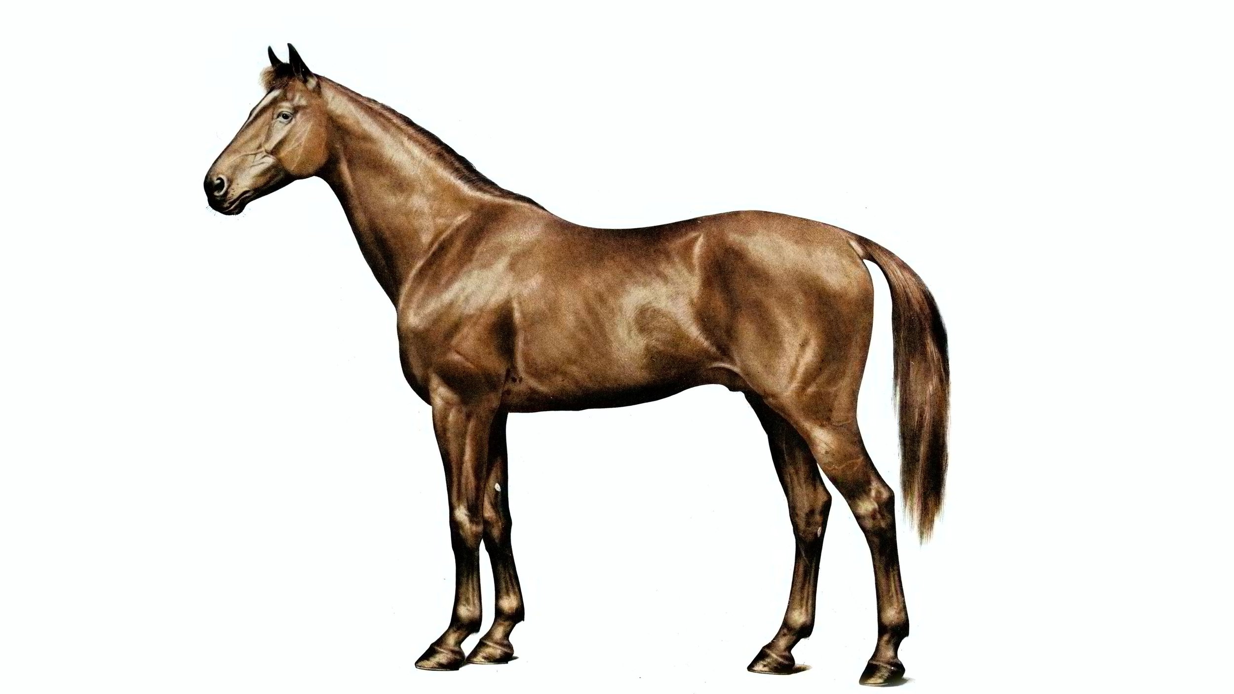 Horse Skin