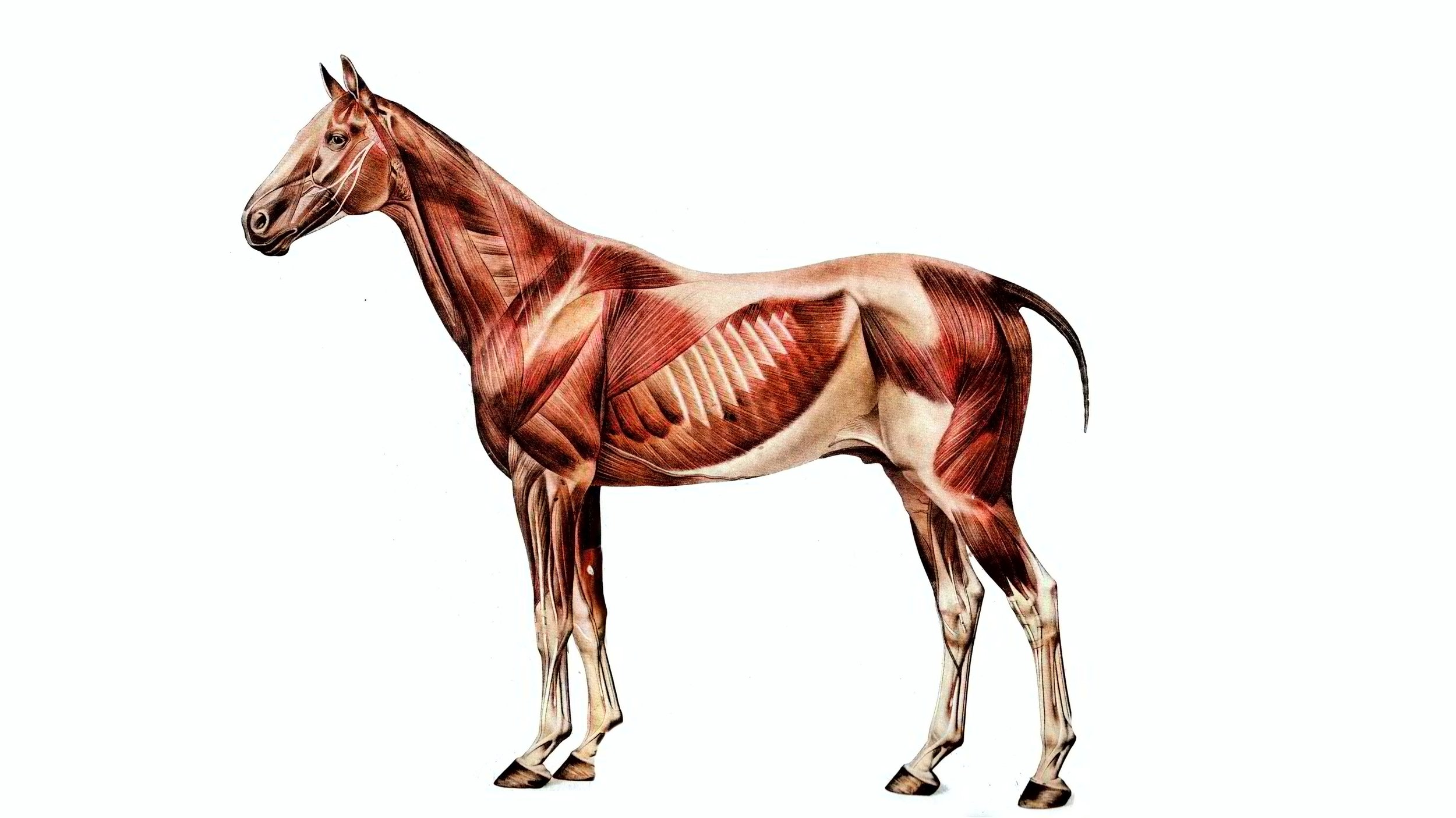 Horse Muscles