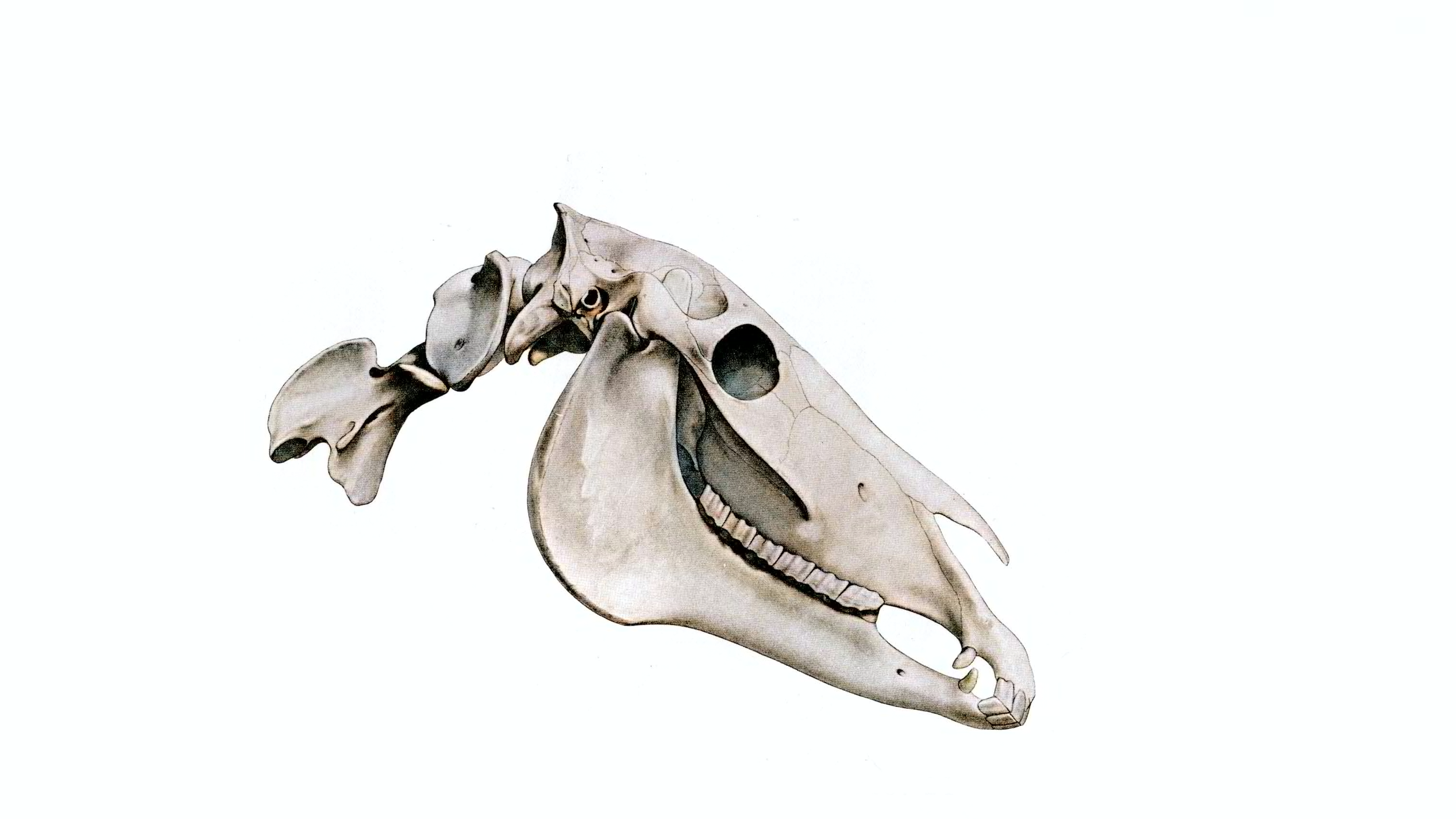 Head Skeleton