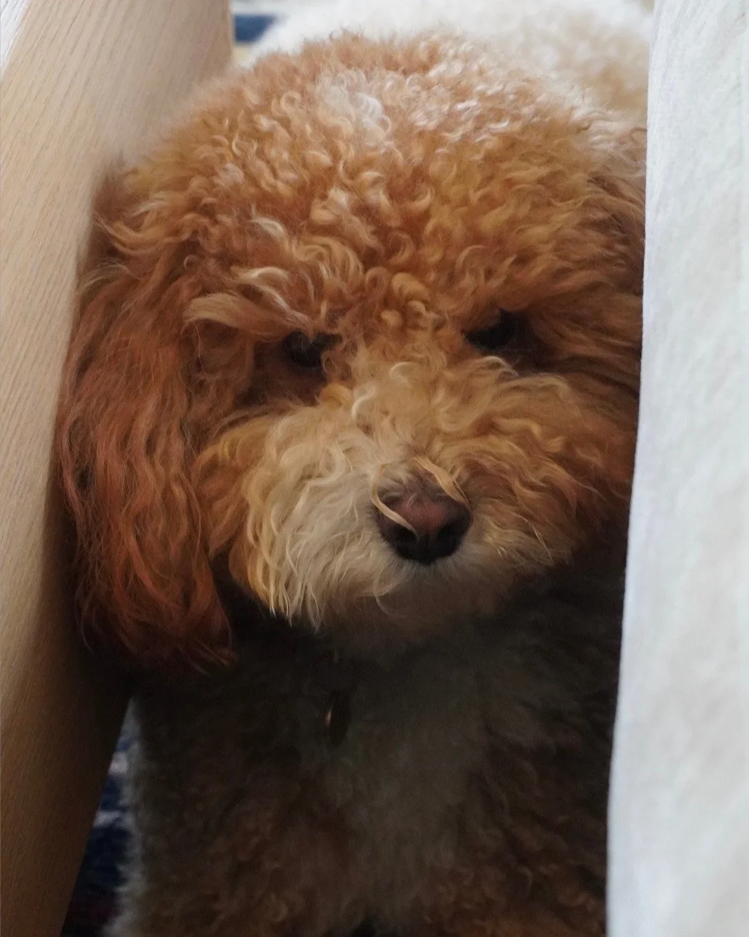River, the mini Goldendoodle therapy dog at Holland Heart Therapy