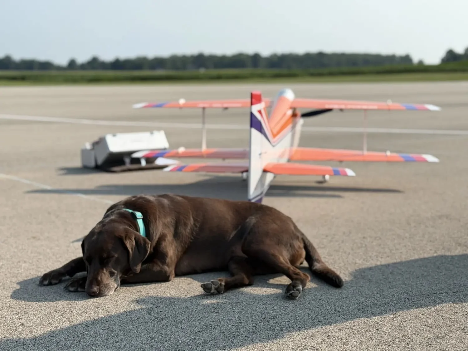 Shelby, a chocolate Labrador, napping on the runway in front of an F3A aircraft.