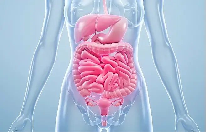 Illustration of the human digestive system for the Gut Zoomer test